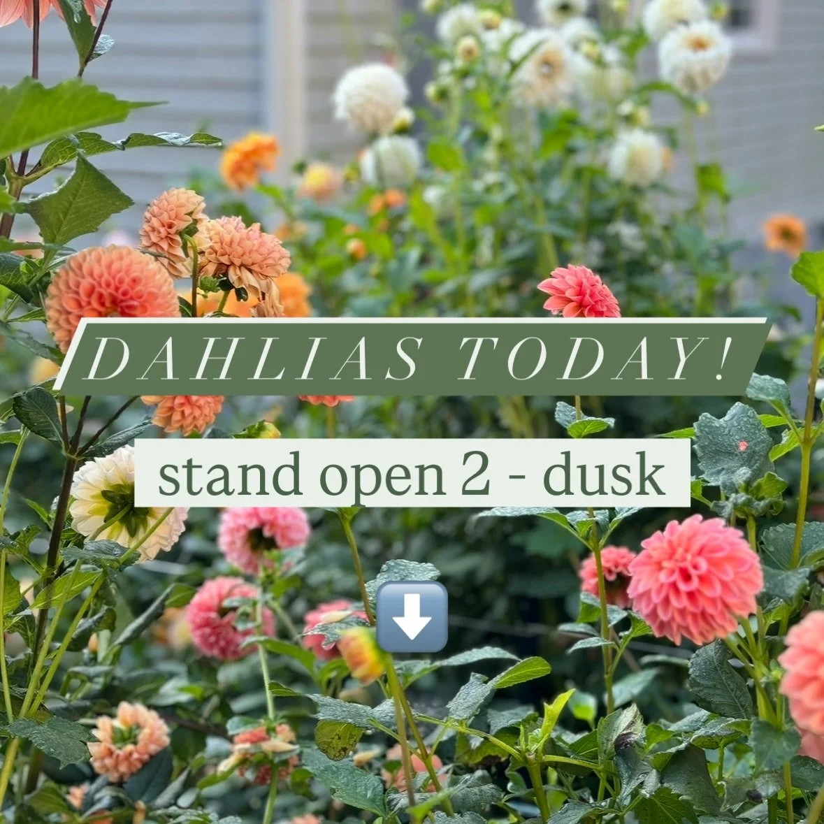 So many beautiful blooms bloomin 🤗

Every time I walk out to the dahlia patch, it&rsquo;s like they&rsquo;ve multiplied overnight. I harvested yesterday morning, and somehow it looks like I haven&rsquo;t touched them in days! These beauties are lovi