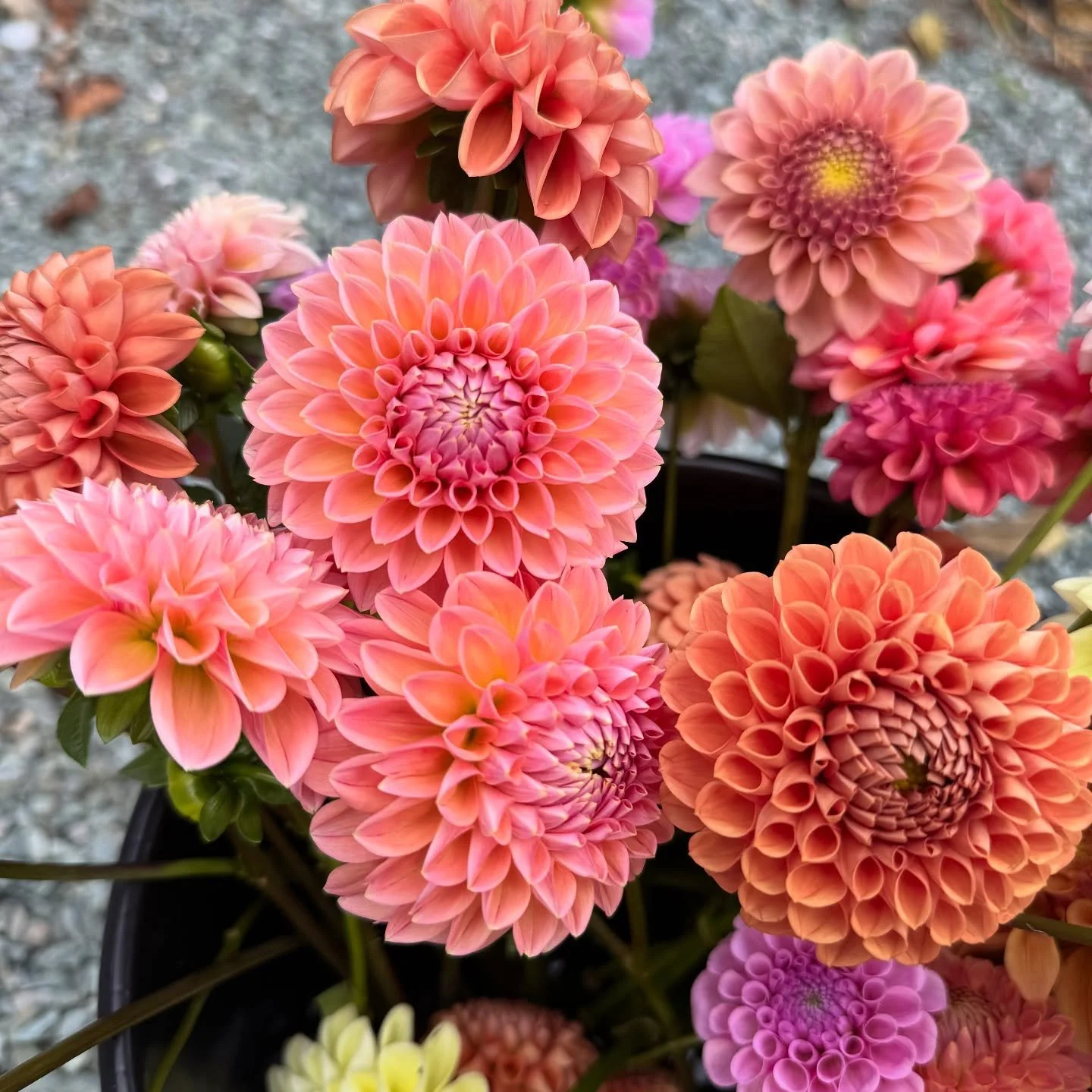 🌸 DAHLIA POP-UP this Friday! 🌸

The gardens are in full bloom right now, and I can&rsquo;t think of a better way to spend a fall afternoon than sharing flowers with you. I&rsquo;m so excited to be hosting another pop-up, this one fall themed and fe