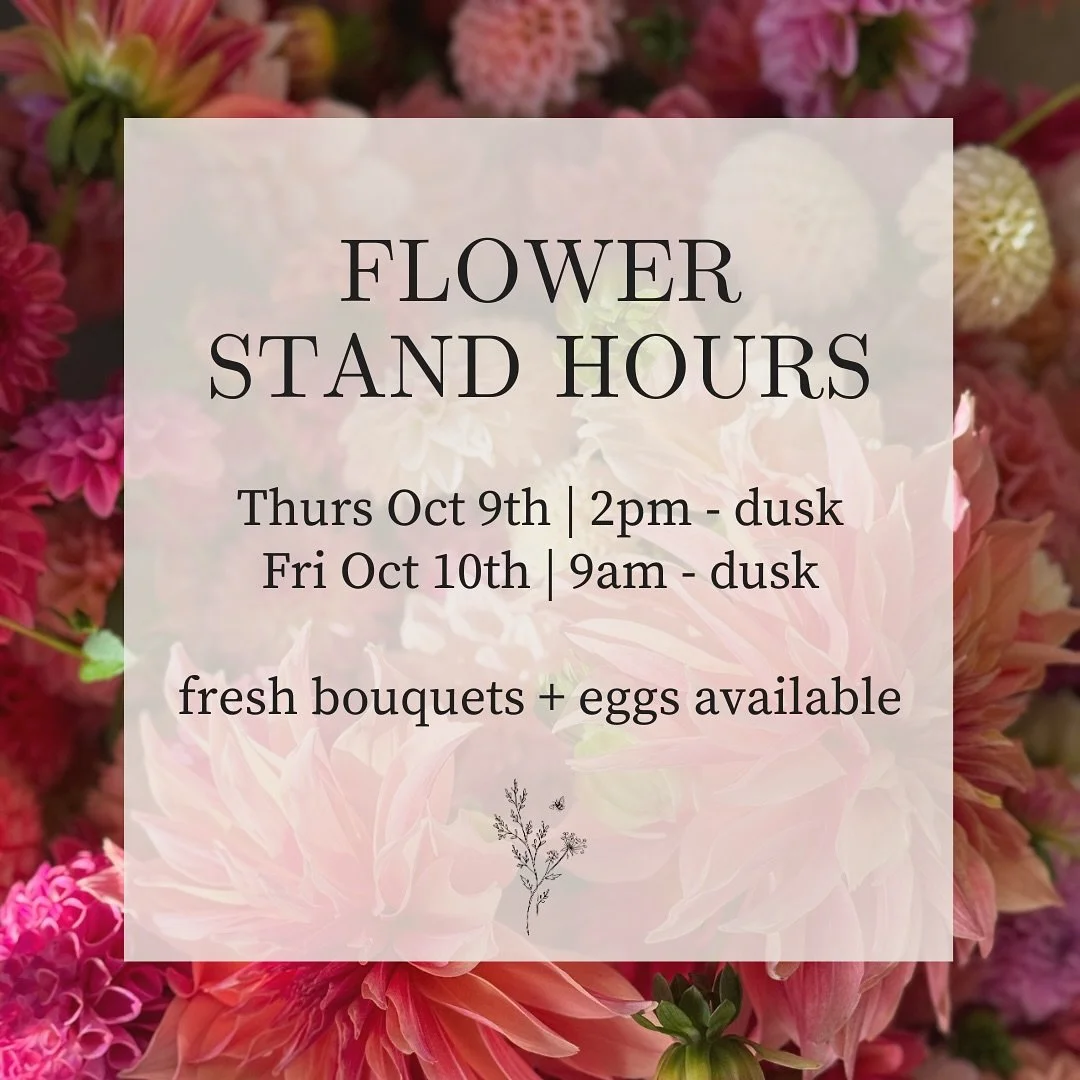 The dahlias are still blooming, but won&rsquo;t be for long! The temps are dipping down to 40 this week, which is a reminder of how close the end of this season is. 

If you&rsquo;ve been waiting to visit the stand, take this as a sign. Stop by this 