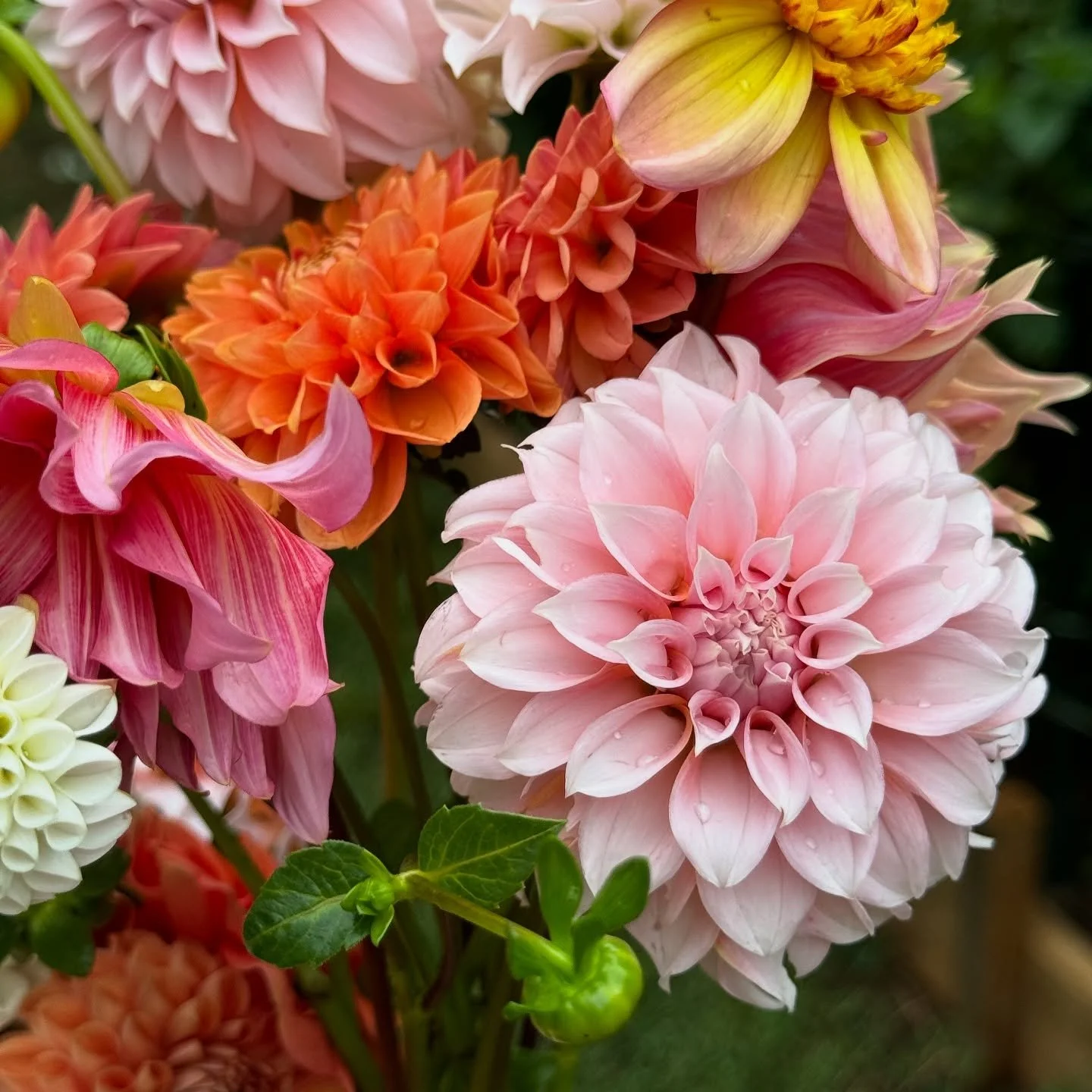 The cold temps are creeping in, and with that comes the reality that DAHLIA SEASON IS ALMOST OVER 😭😭😭

Don&rsquo;t miss out on these amazing blooms! When that first frost hits, these beauties will be gone for good.

Visit the stand today (Thurs, O