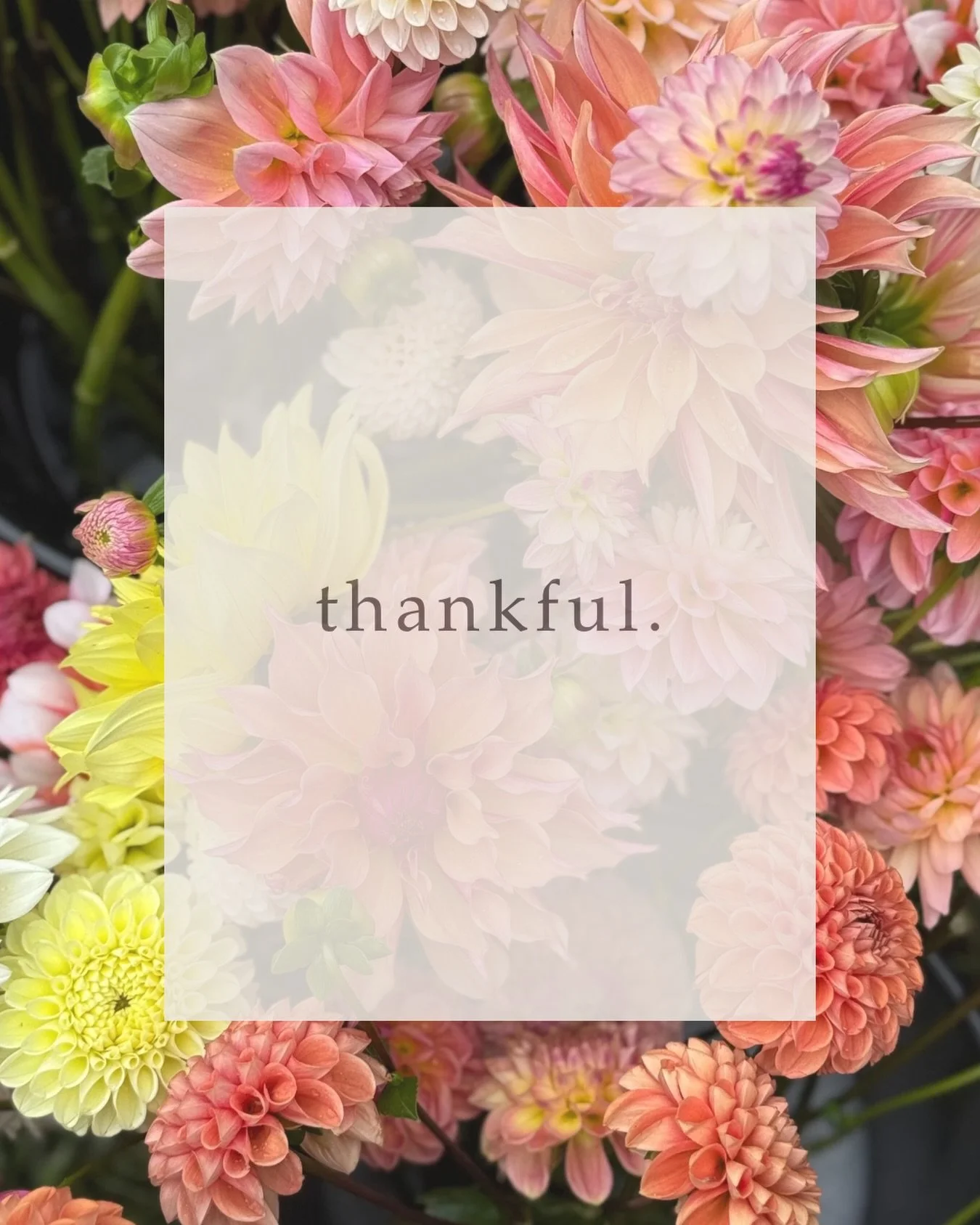 Happy Thanksgiving, friends. 🤍 

Feeling extra grateful today for this little flower-loving community and every single person who&rsquo;s supported Wilderbloom this year &mdash; whether you stopped by the stand, bought a bouquet, shared a post, or j