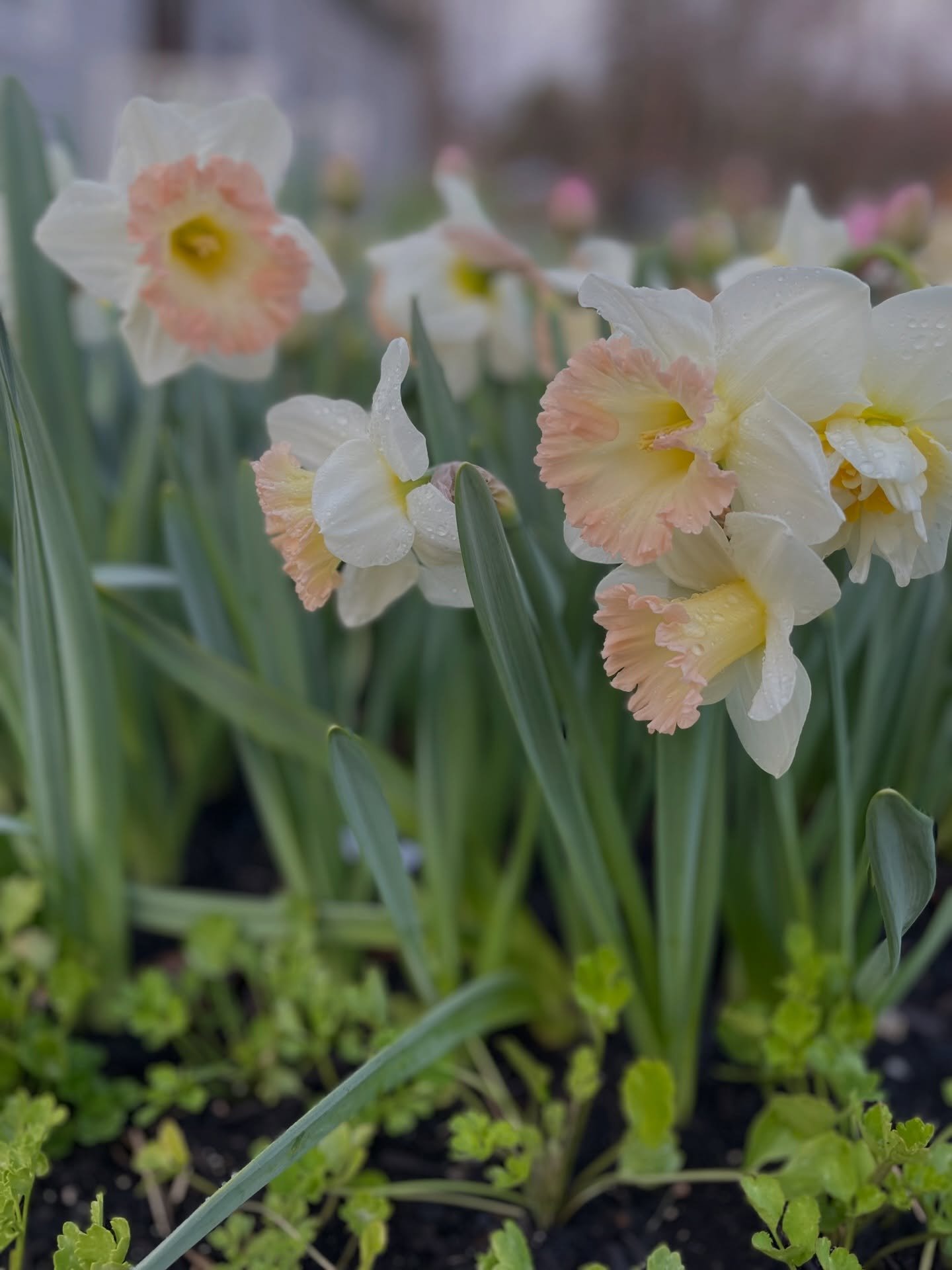 Daffodils: the cheeriest spring flower. 🌸

With their sweet scent and frilly blooms, it&rsquo;s almost as if they say hello as they nod their happy faces in the wind. They&rsquo;re the perfect signal that spring has arrived&hellip; and with it, the 