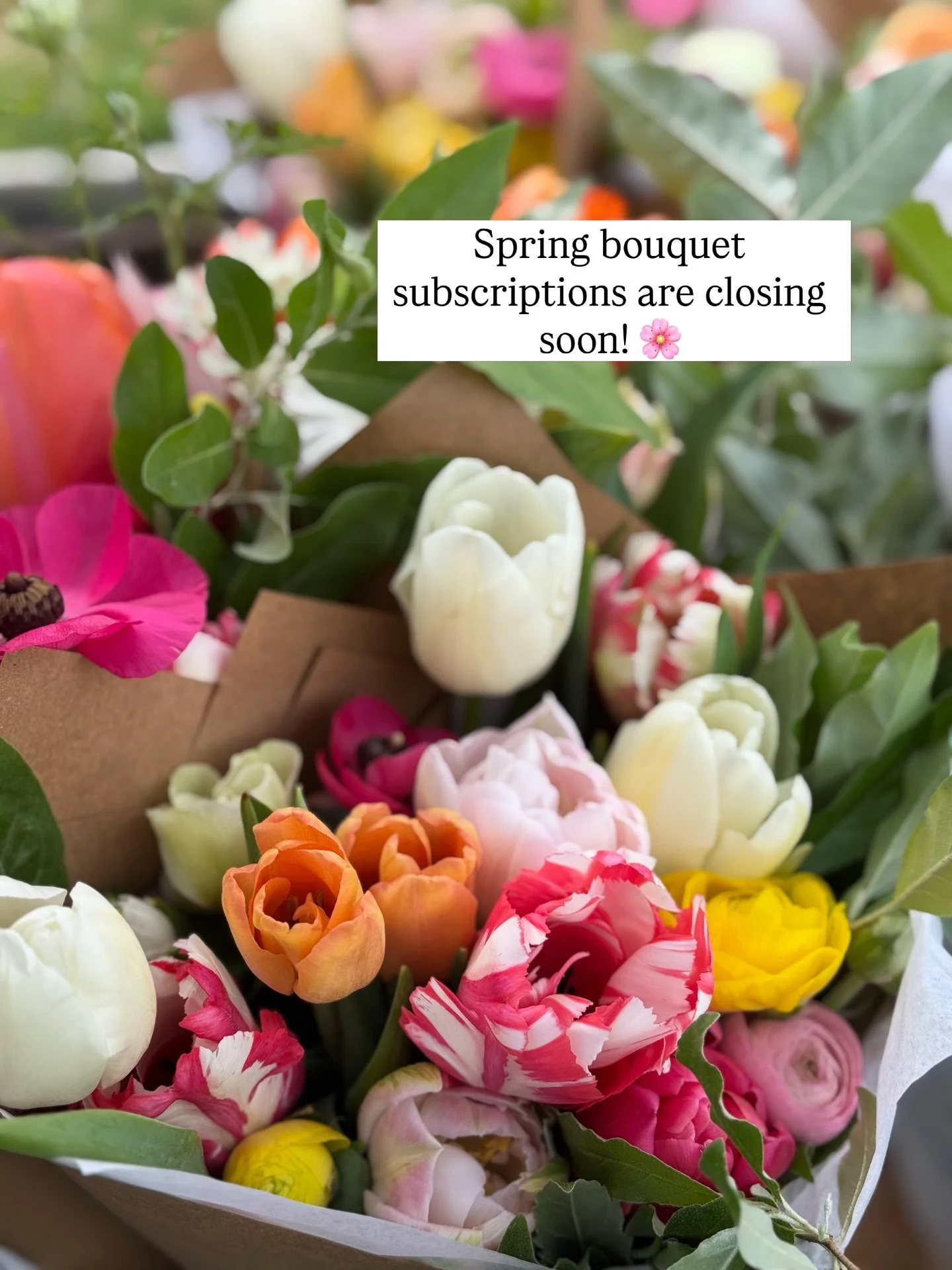 Wilderbloom&rsquo;s Spring Bouquet Subscription closes March 19th at midnight. 🌸

If you&rsquo;ve been thinking about signing up, make sure to grab your spot before then &mdash; otherwise you&rsquo;ll have to wait until next spring.

This subscripti