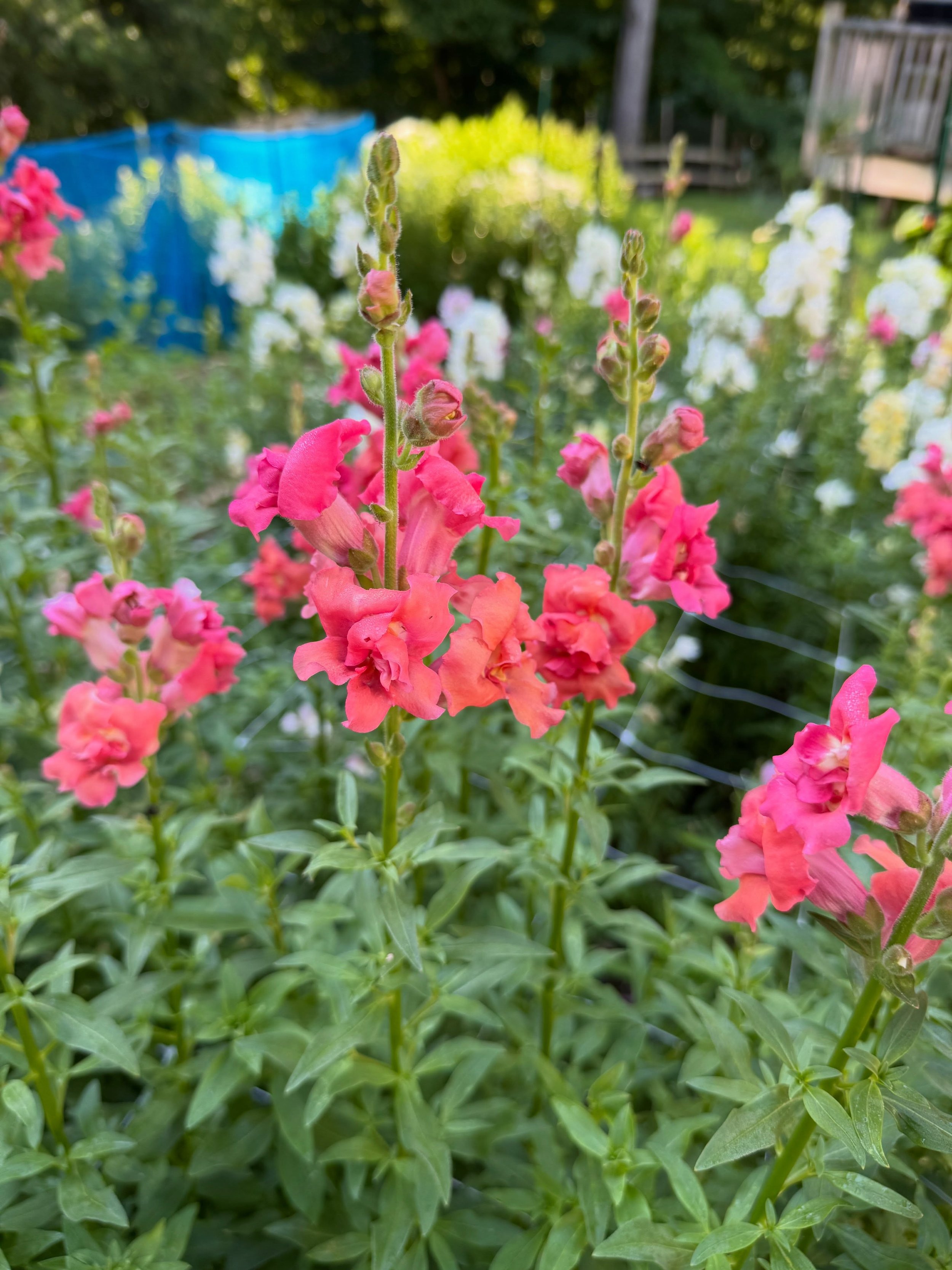 The stand is closed today as I wait on the next big flush of flowers to bloom. 

Flowers like rudbeckia, clarkia, feverfew, yarrow, strawflower, sunflowers and zinnias are so so close! The hotter weather this weekend and next week should definitely s
