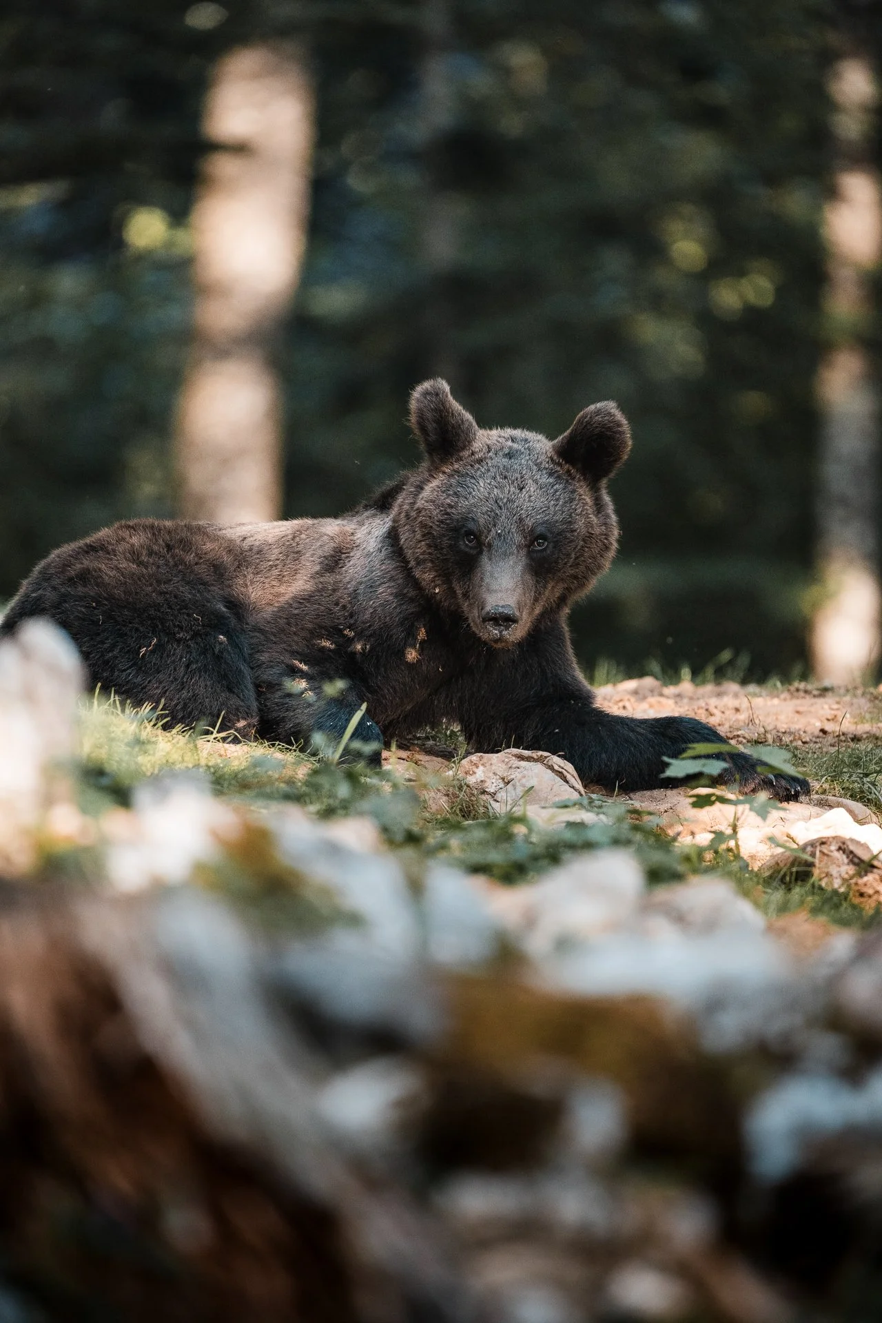 Ein Junge Braunbär liegt auf dem Boden im Wald, umgeben von Bäumen, und schaut in die Kamera.