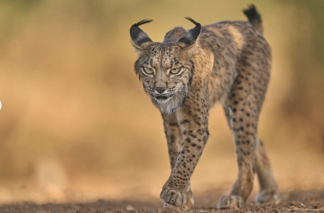 Nahaufnahme eines jungen Leoparden im Gras. 