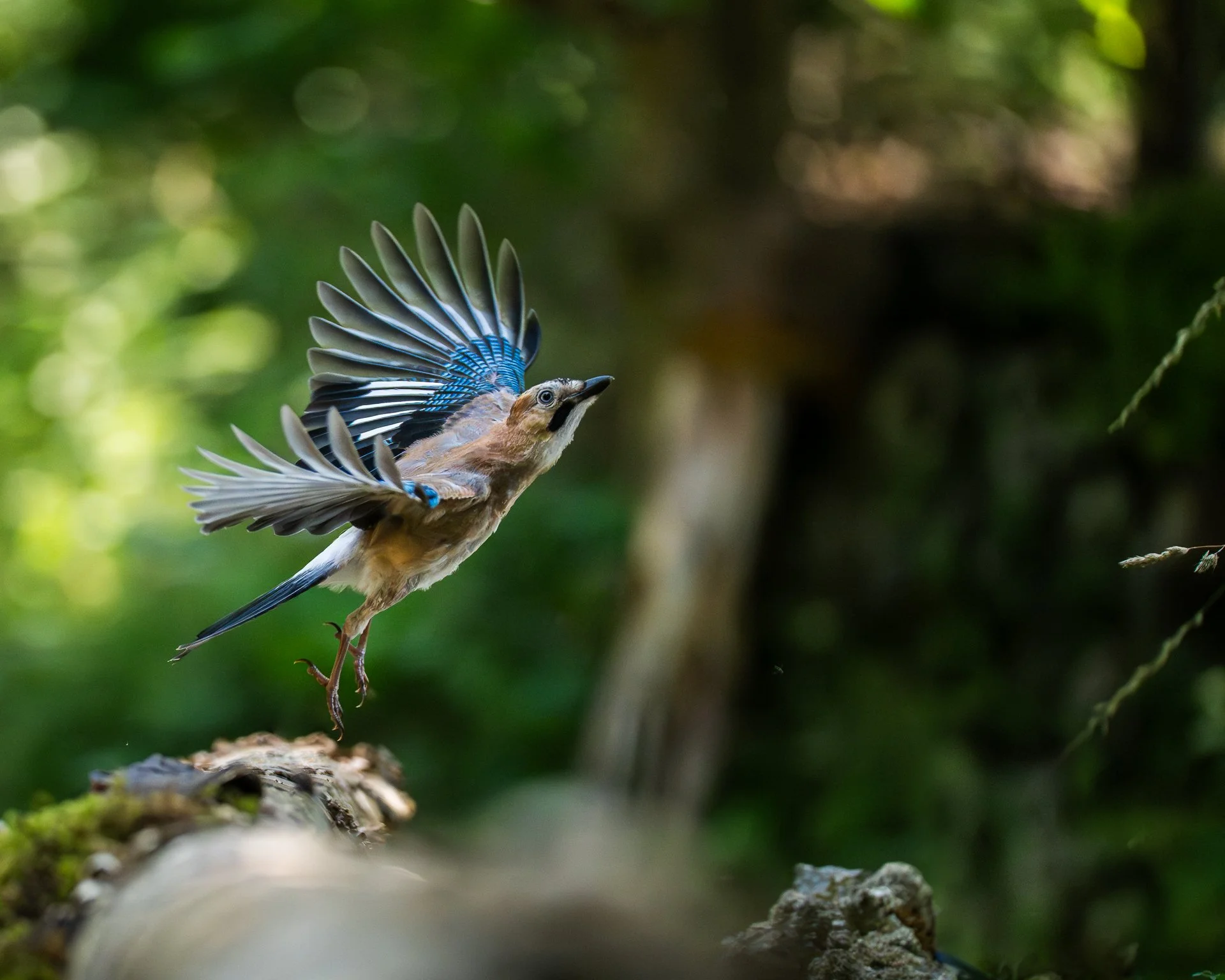 Ein bunter Vogel fliegt durch einen grünen Wald, mit ausgebreiteten Flügeln, auf einem Ast sitzend.