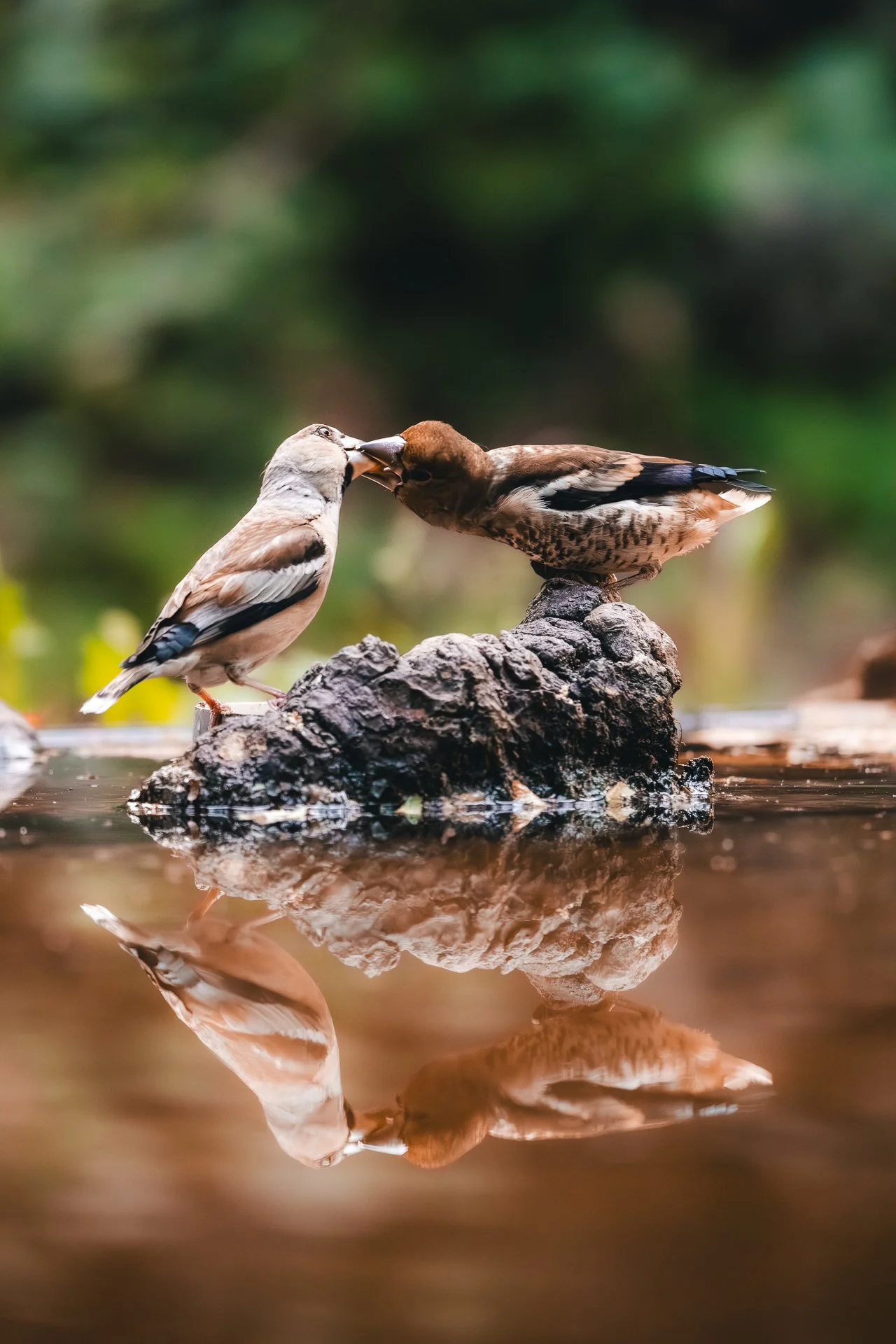 Zwei Vögel auf einem Felsen im Wasser, einer berührt den anderen mit der Schnabelspitze.
