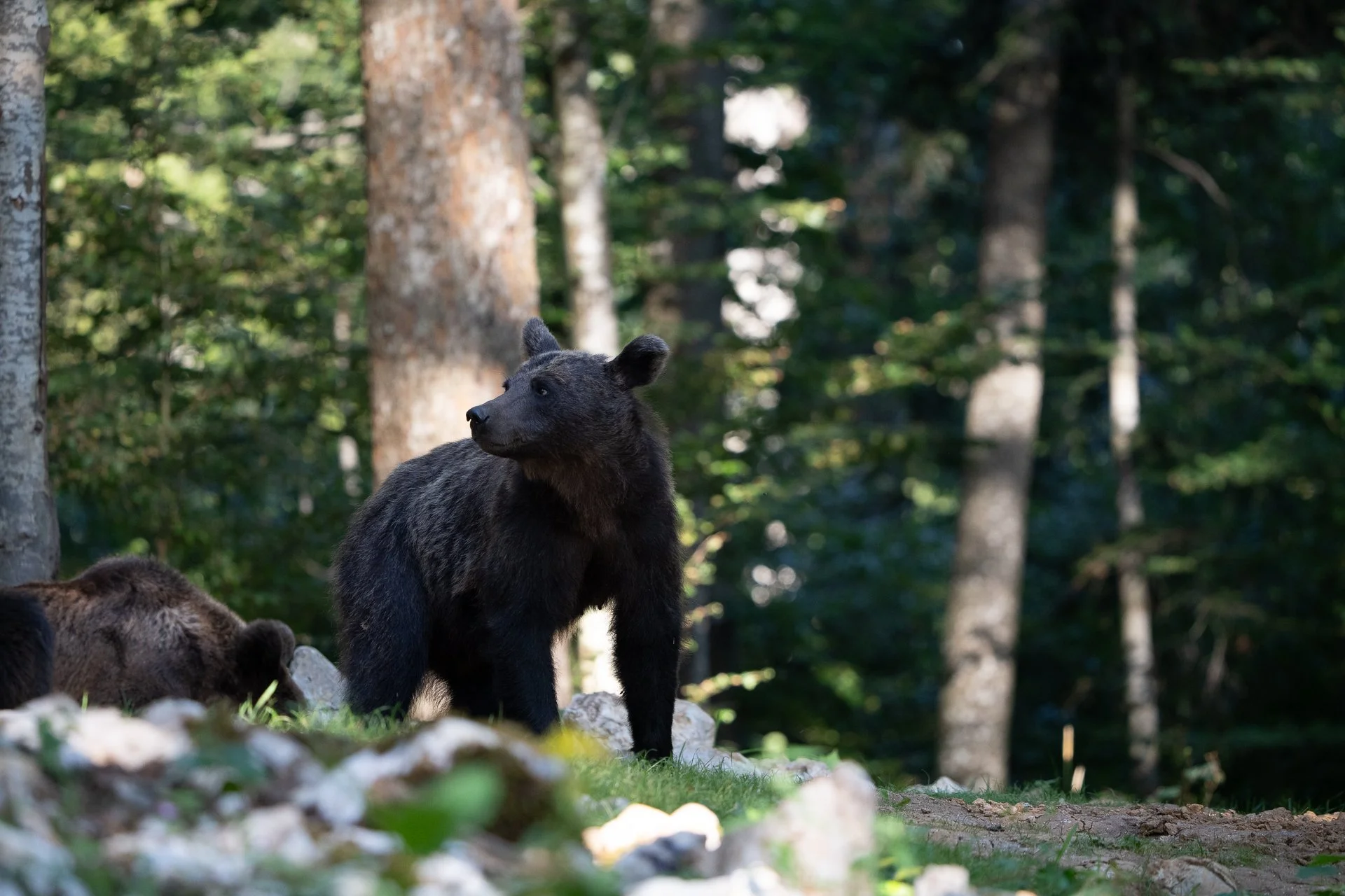 Ein Schwarzbär in einem Wald mit Bäumen im Hintergrund, der auf dem Boden steht und nach links schaut.