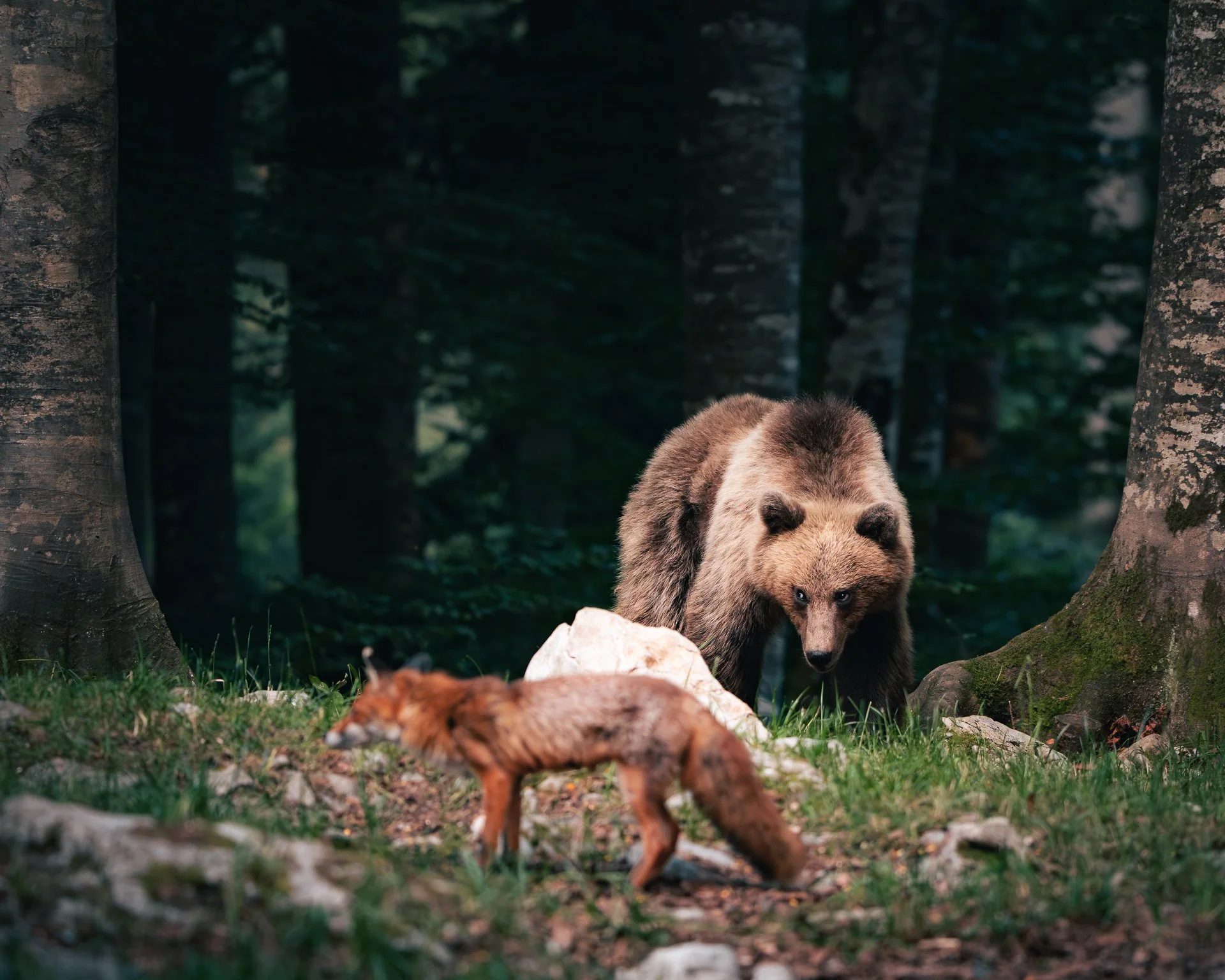 Ein Braunbär in einem Wald, beobachtet eine kleine, rotbraune Katze, die im Vordergrund steht.