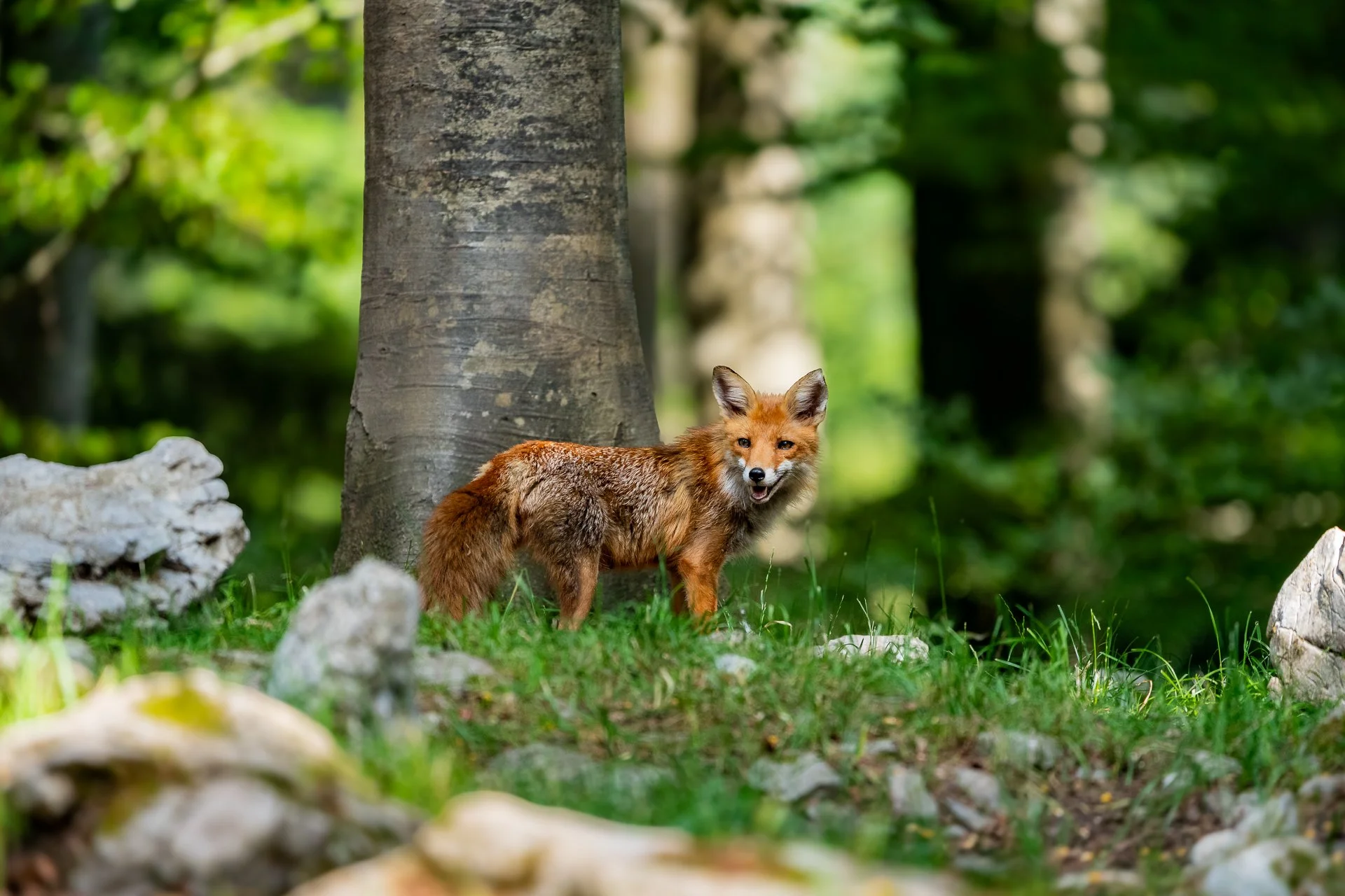 Ein Fuchs steht in einem Wald mit Bäumen und grüner Vegetation, umgeben von Steinen.