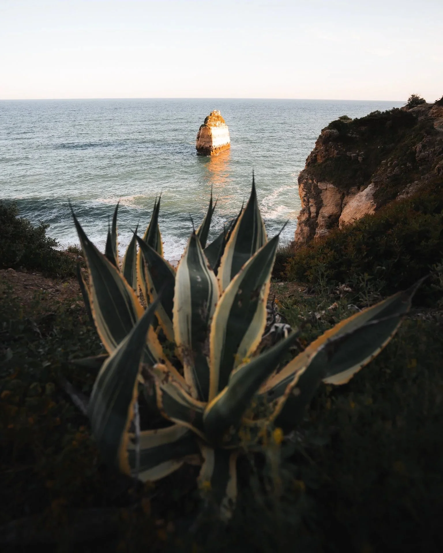 Anblick einer Küstenlandschaft mit einem Felsen im Meer, umgeben von Wasser, Wellen und Klippen im Hintergrund, im Vordergrund Agavenpflanzen.
