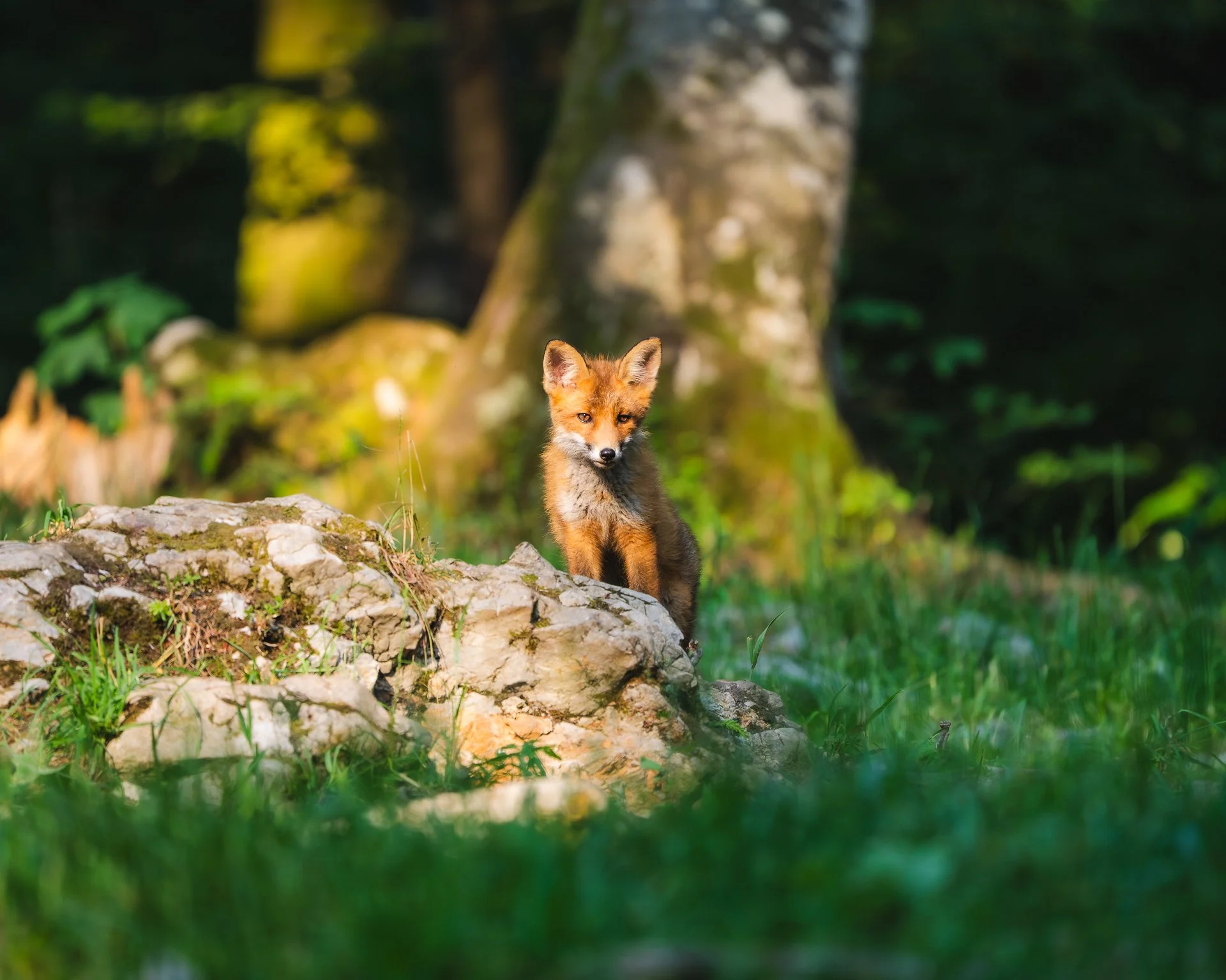 Kleiner Fuchs im Wald, sitzend auf einem Baumstamm, von Grün umgeben, in natürlicher Umgebung.