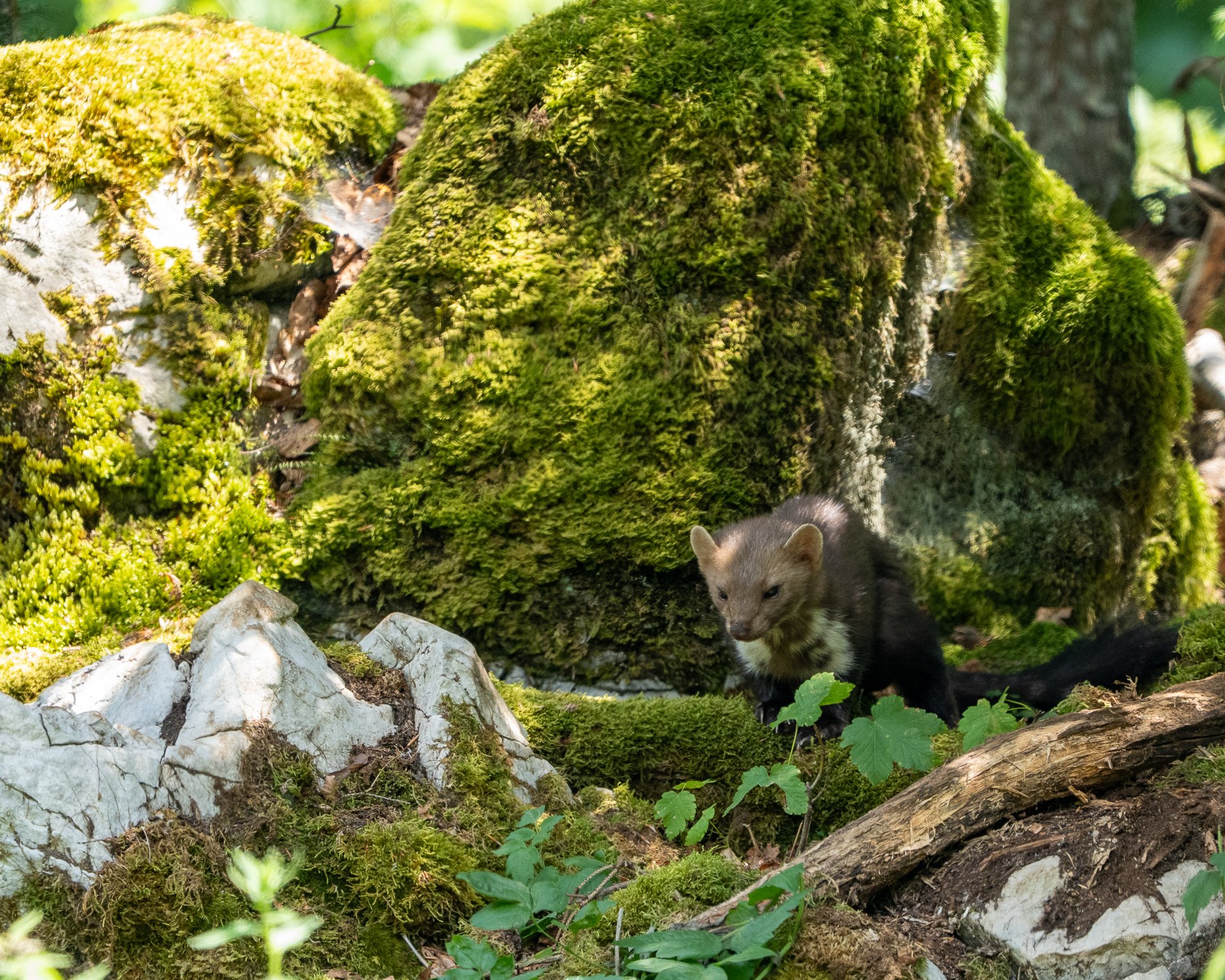 Kleines Tier, vermutlich ein Marder, das durch einen moosbedeckten Wald unter einem Baum läuft.