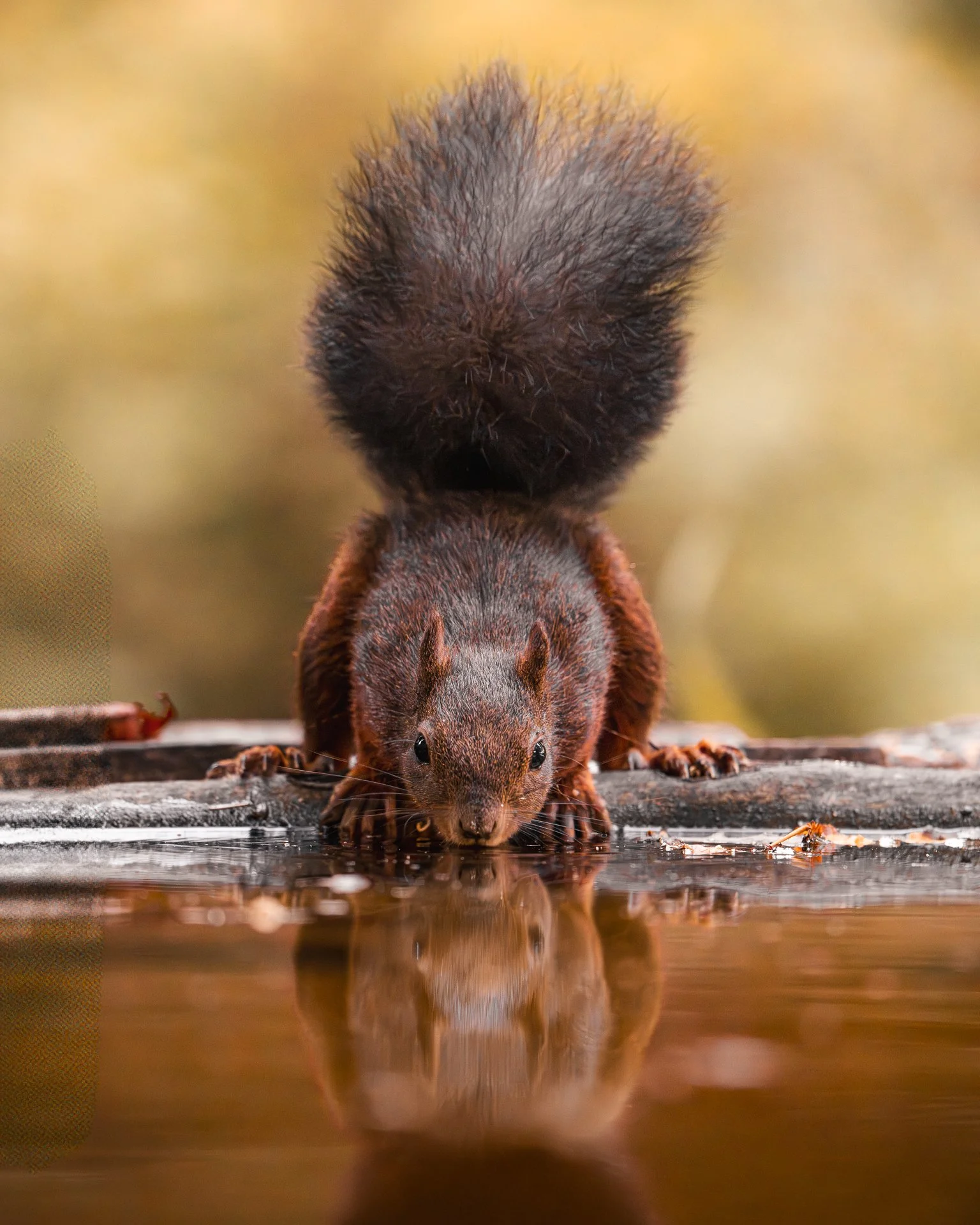 Ein Eichhörnchen trinkt Wasser aus einer Pfütze, mit Reflexion im Wasser.