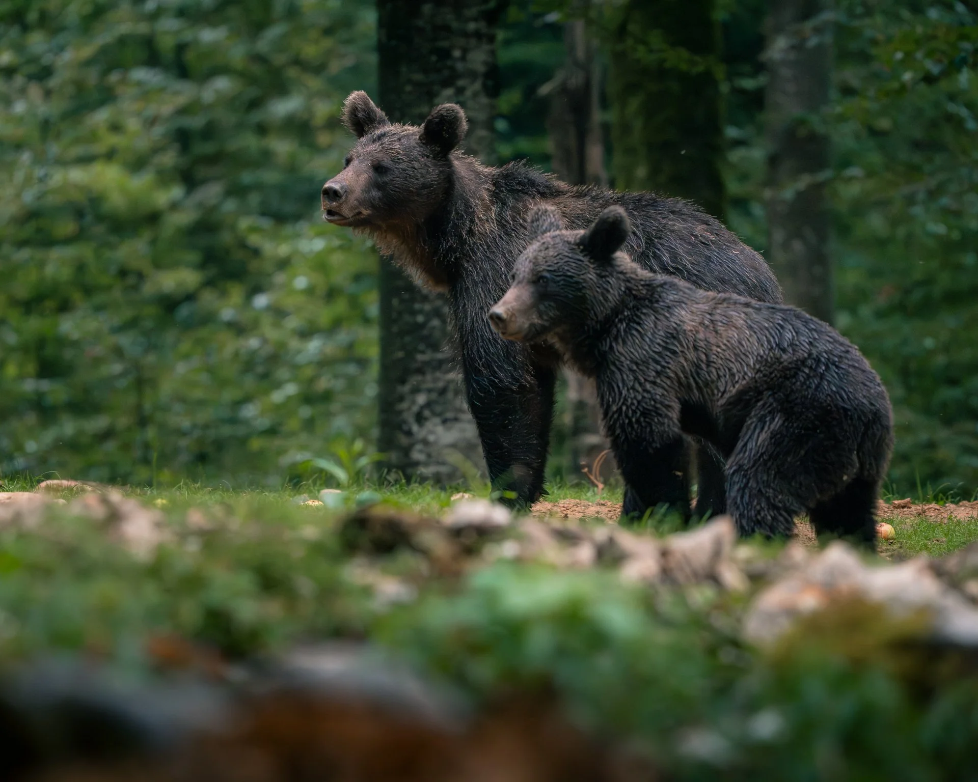 Zwei Bären in einem grünen Wald, einer steht auf den Beinen, der andere sitzt auf dem Boden.