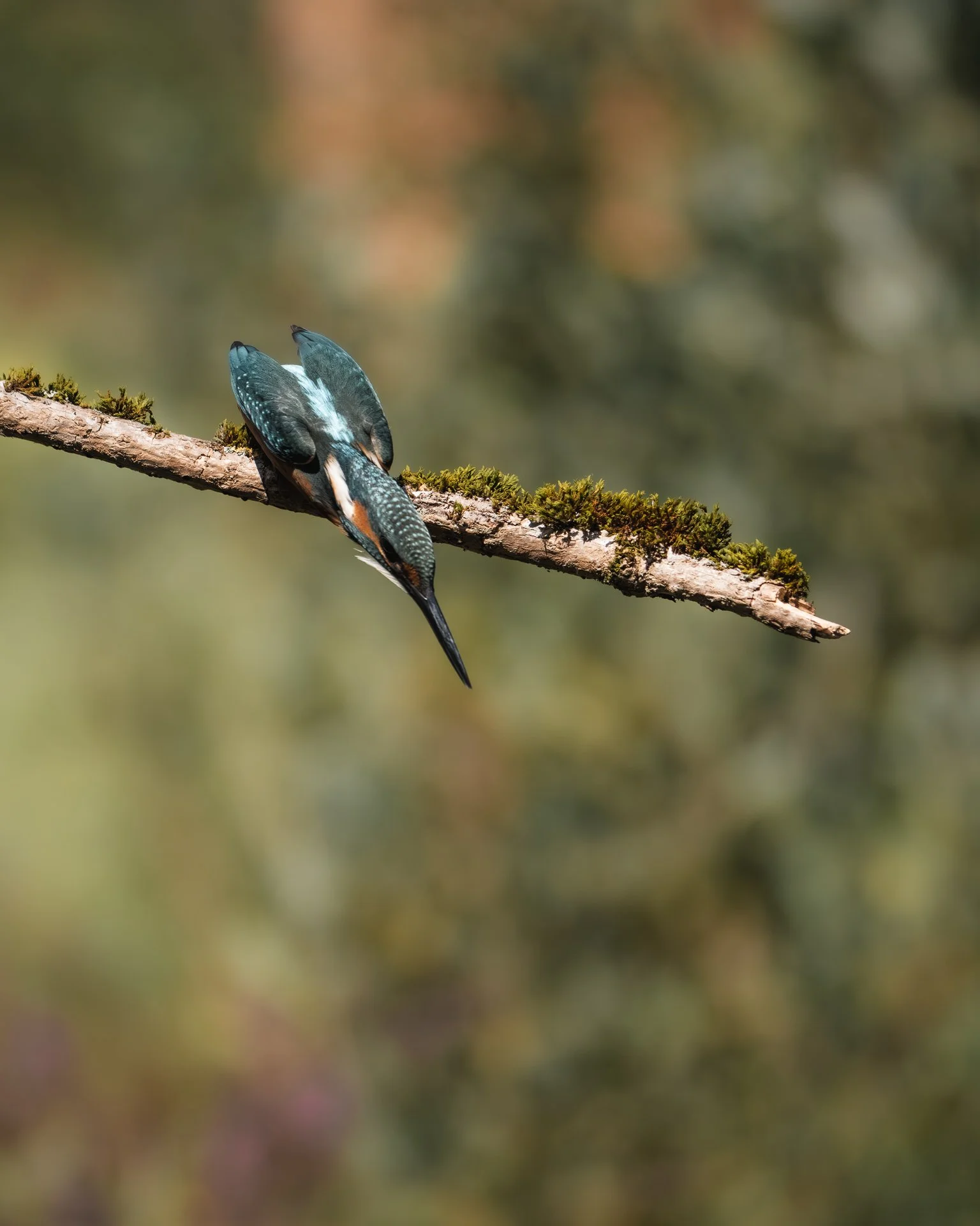 Ein bunt gefiederter Vogel sitzt kopfüber an einem Zweig in einem Wald.