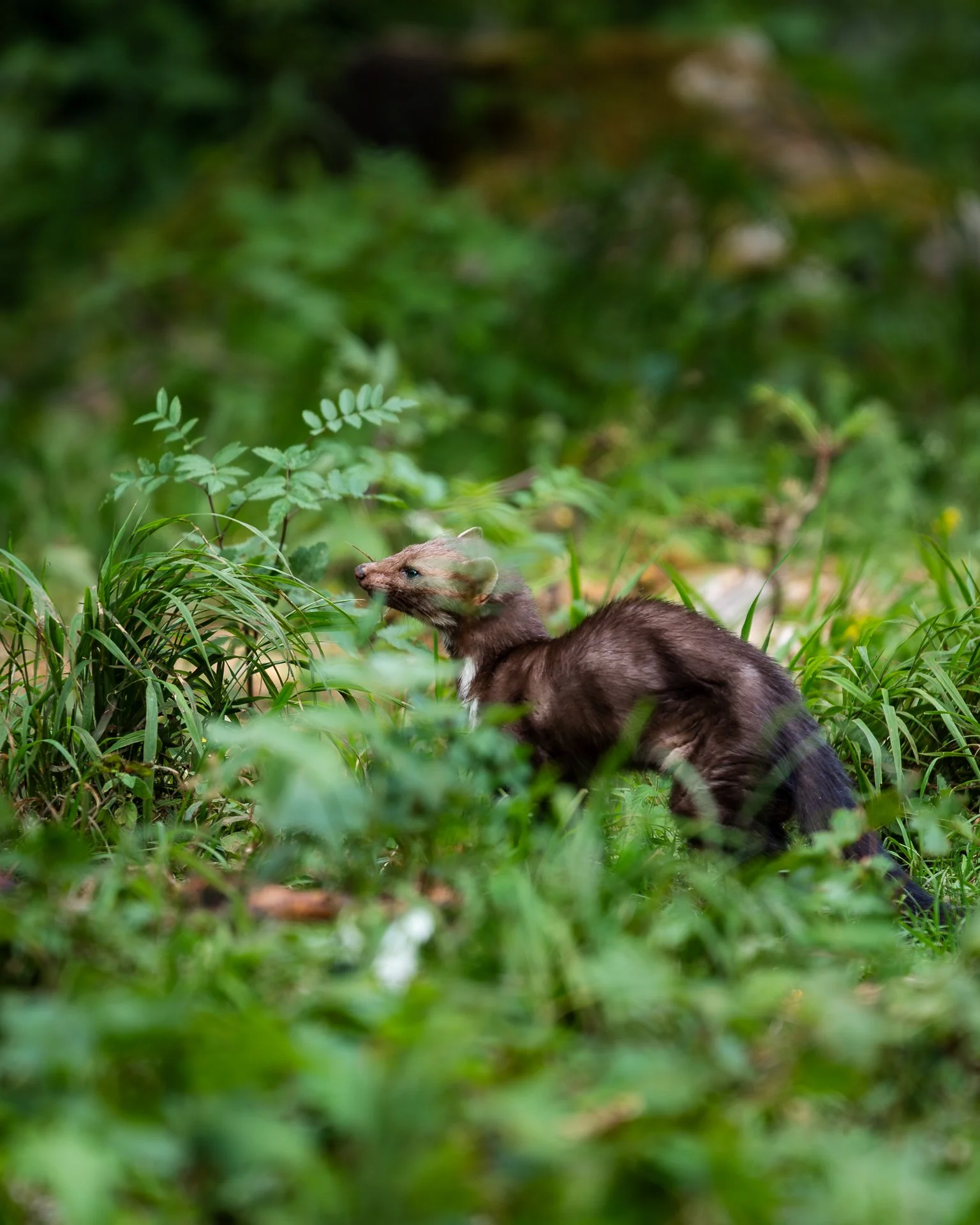Ein Otter im grünen Unterholz in einem Wald.