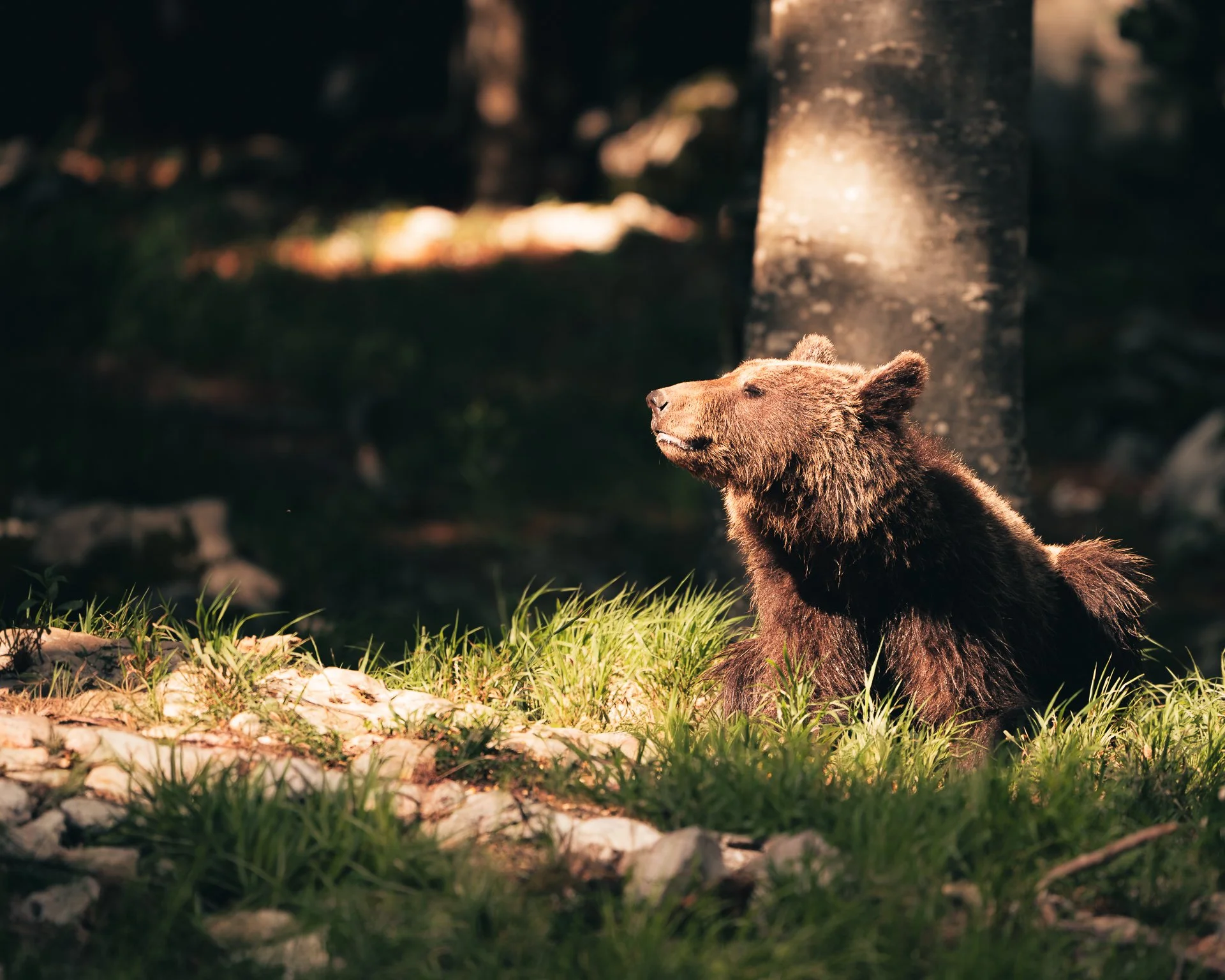 Ein Bär sitzt auf grasbewachsenem Boden im Schatten eines Baumes. Das Bild ist leicht verschwommen und hat warme Lichtreflexe.