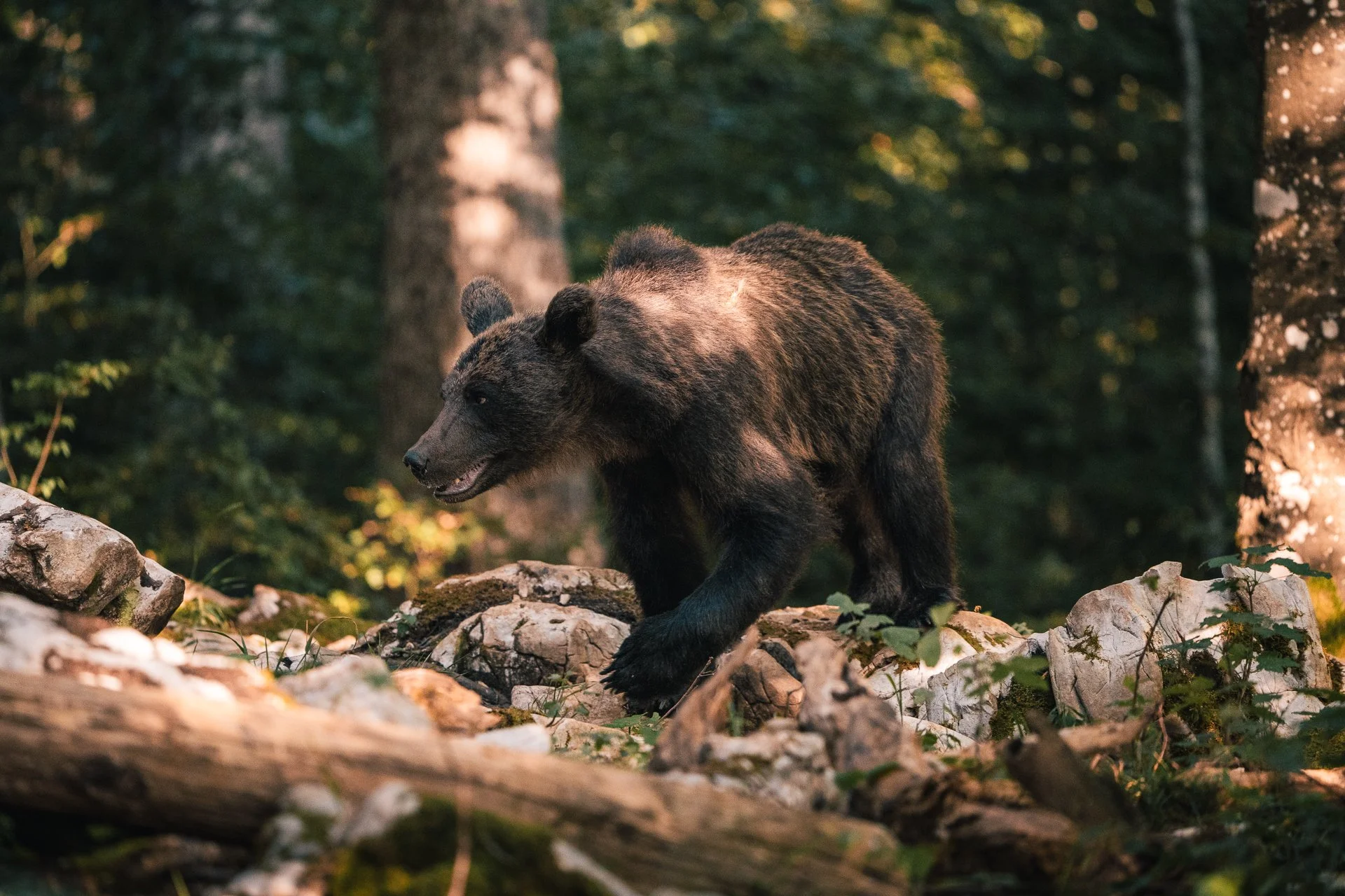Ein brauner Bär im Wald auf Felsen und Holzstämmen