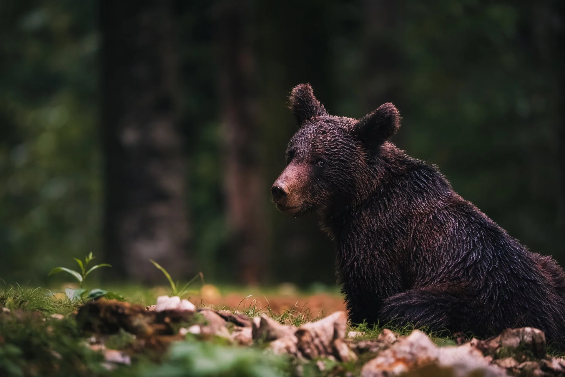 Ein Braunbär sitzt auf dem Boden in einem Wald, umgeben von Pflanzen und Steinen. Der Hintergrund ist unscharf mit dunklen Bäumen.