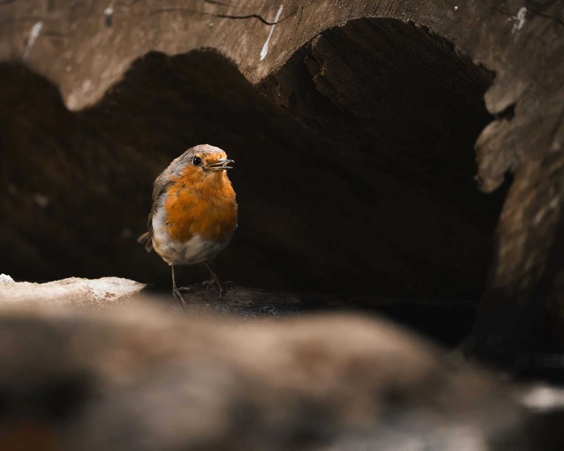 Kleiner Vogel mit orangefarbenem Bauch und grauem Kopf steht in einem dunklen Vogelnistkasten.