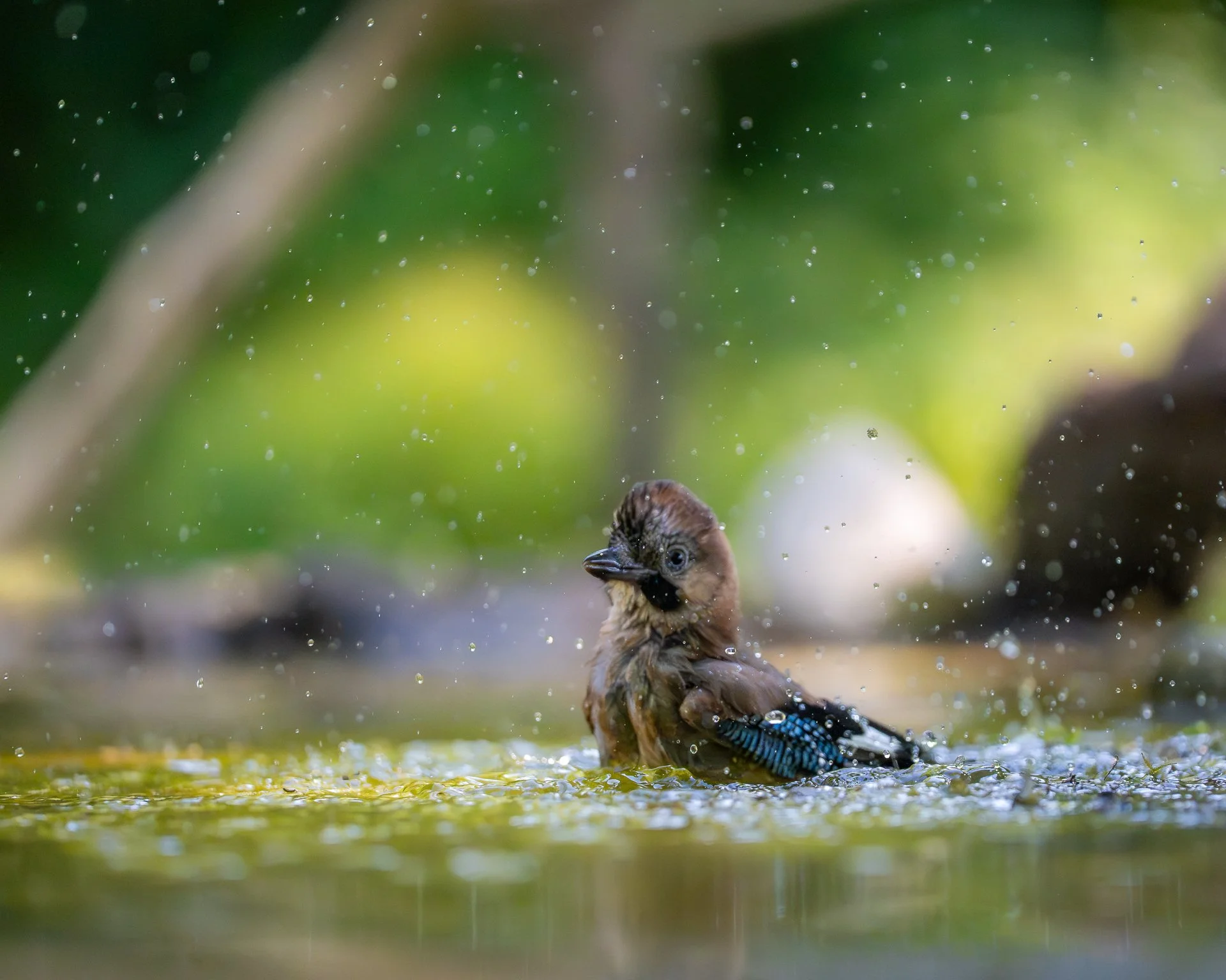 Kleines Jungenlied wird im Wasser gebadet, mit Wasser spritzend, umgeben von grünen Blättern, natürliche Umgebung