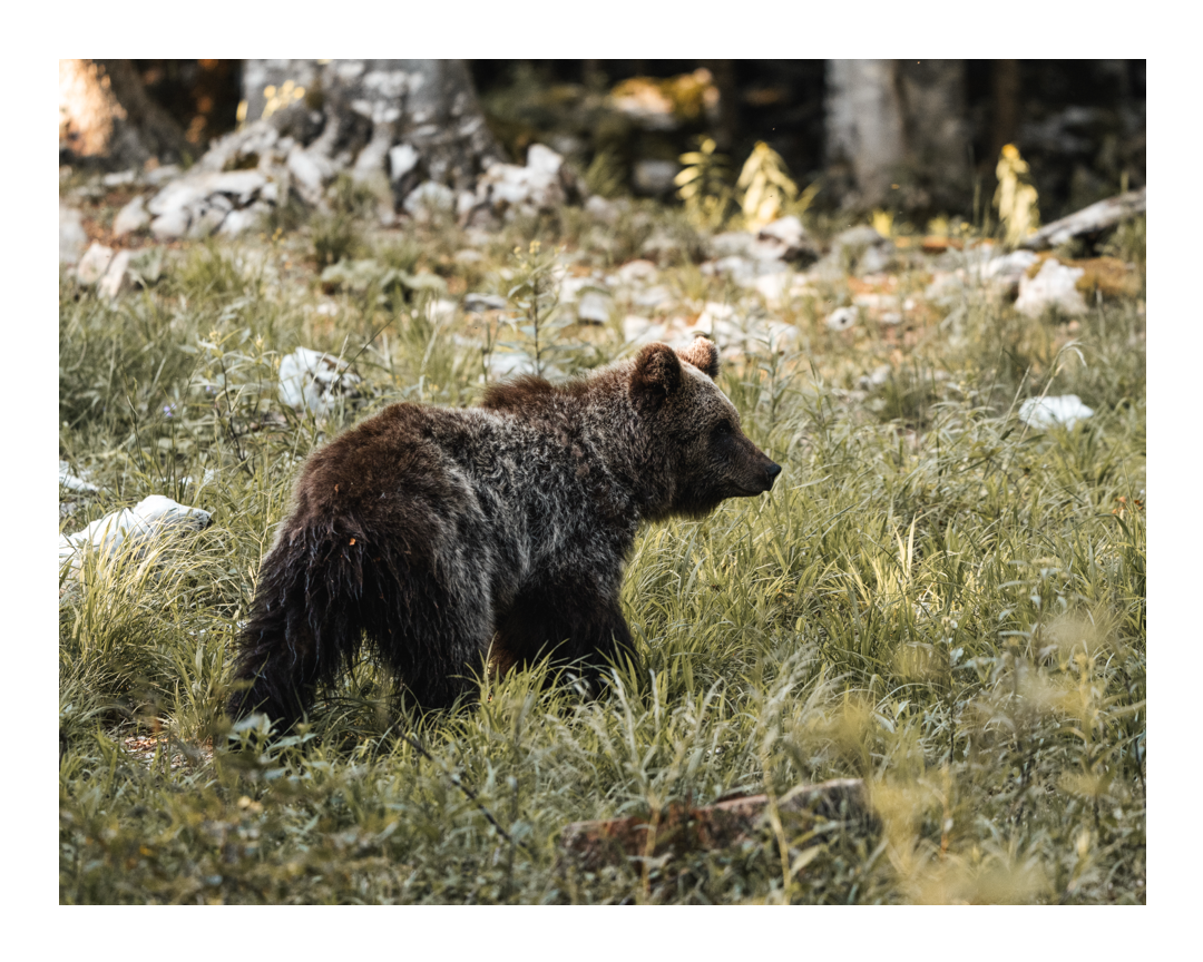 Auf der Suche nach dem Bären – warum Slowenien eines der spannendsten Wildtierländer Europas ist