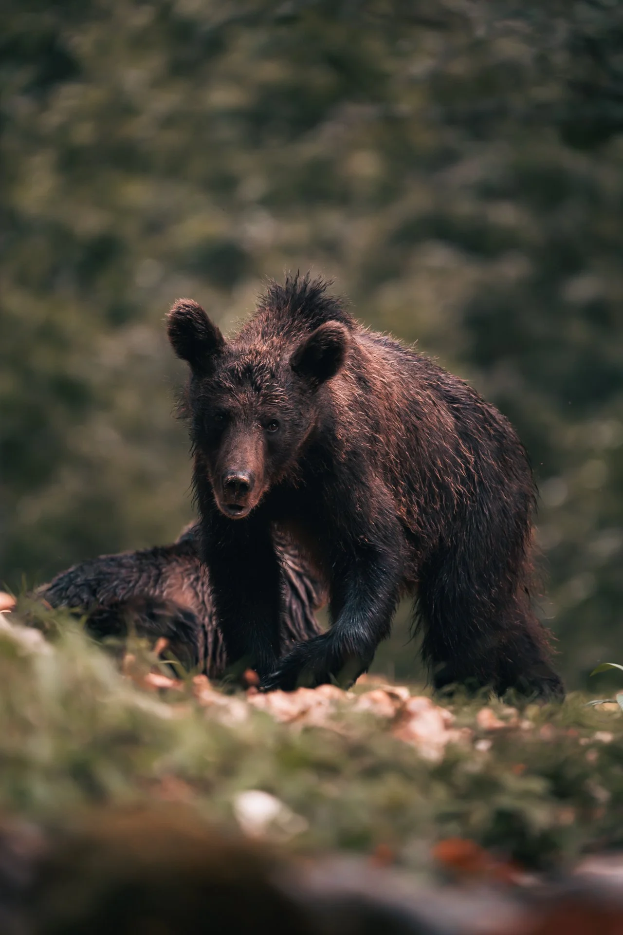 Ein Bär steht auf dem Boden im Wald, nebeneinander mit einem anderen Bären, der sich am Boden befindet.