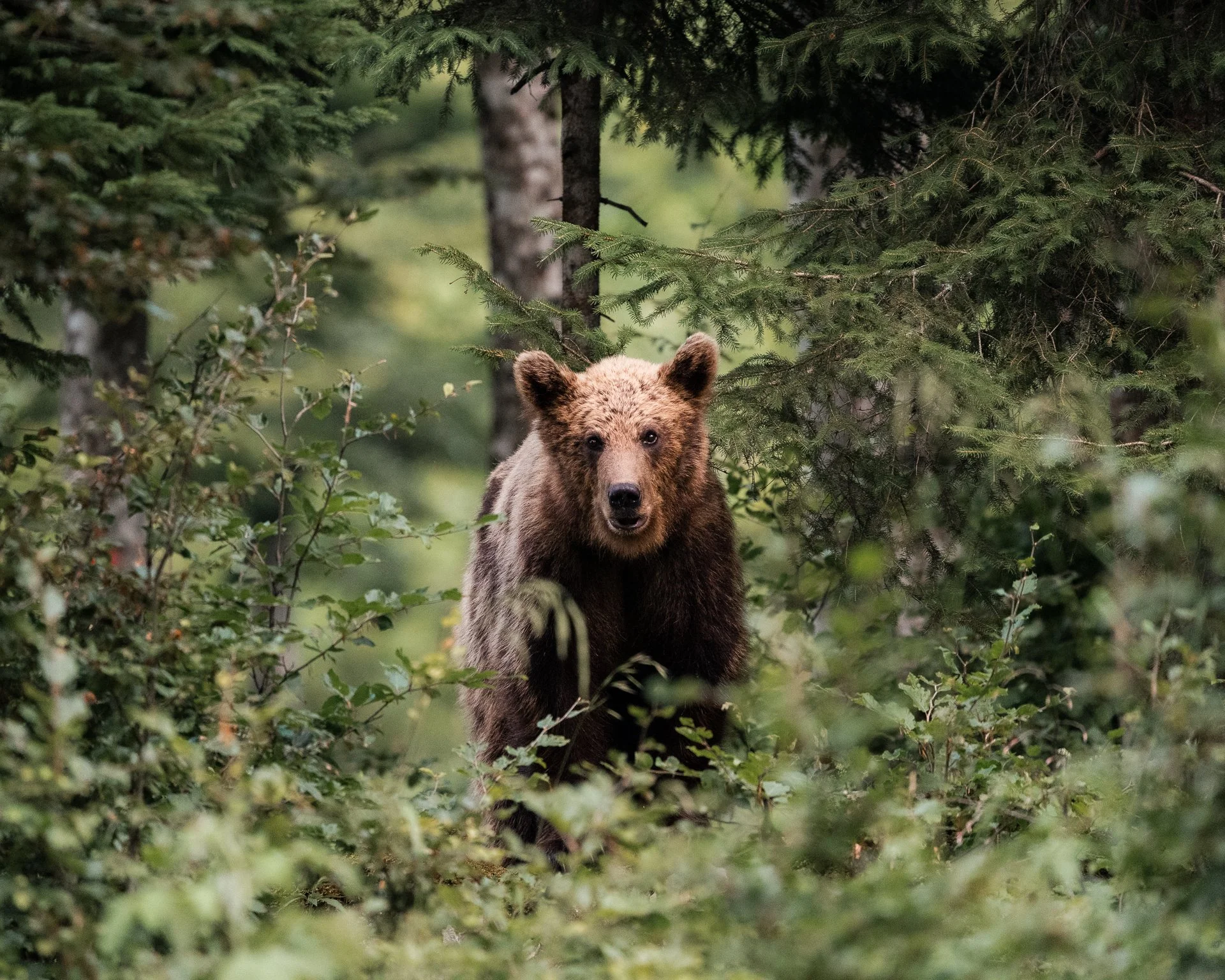 Ein Bär läuft durch einen dichten Wald mit grünen Bäumen und Sträuchern.