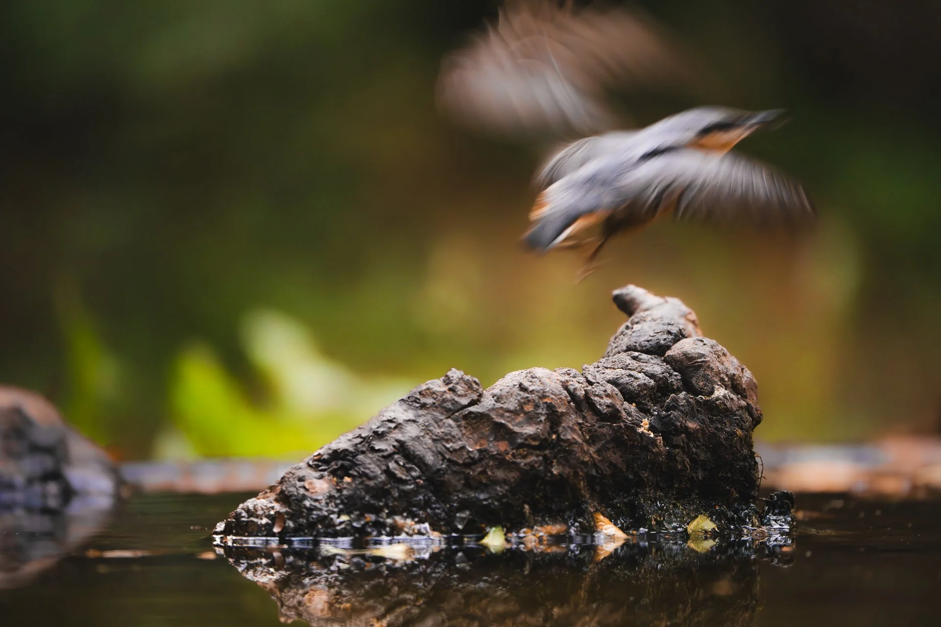 Ein Vogel fliegt auf einen Felsen im Wasser.