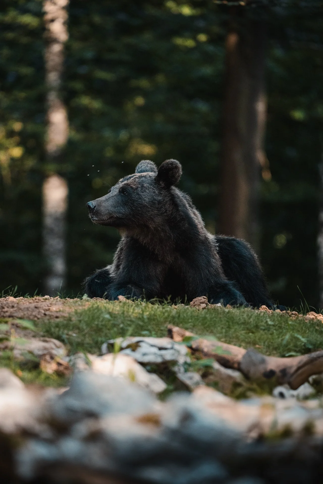 Ein junger schwarzer Braunbär liegt auf einer Wiese in einem Wald bei Dämmerlicht.
