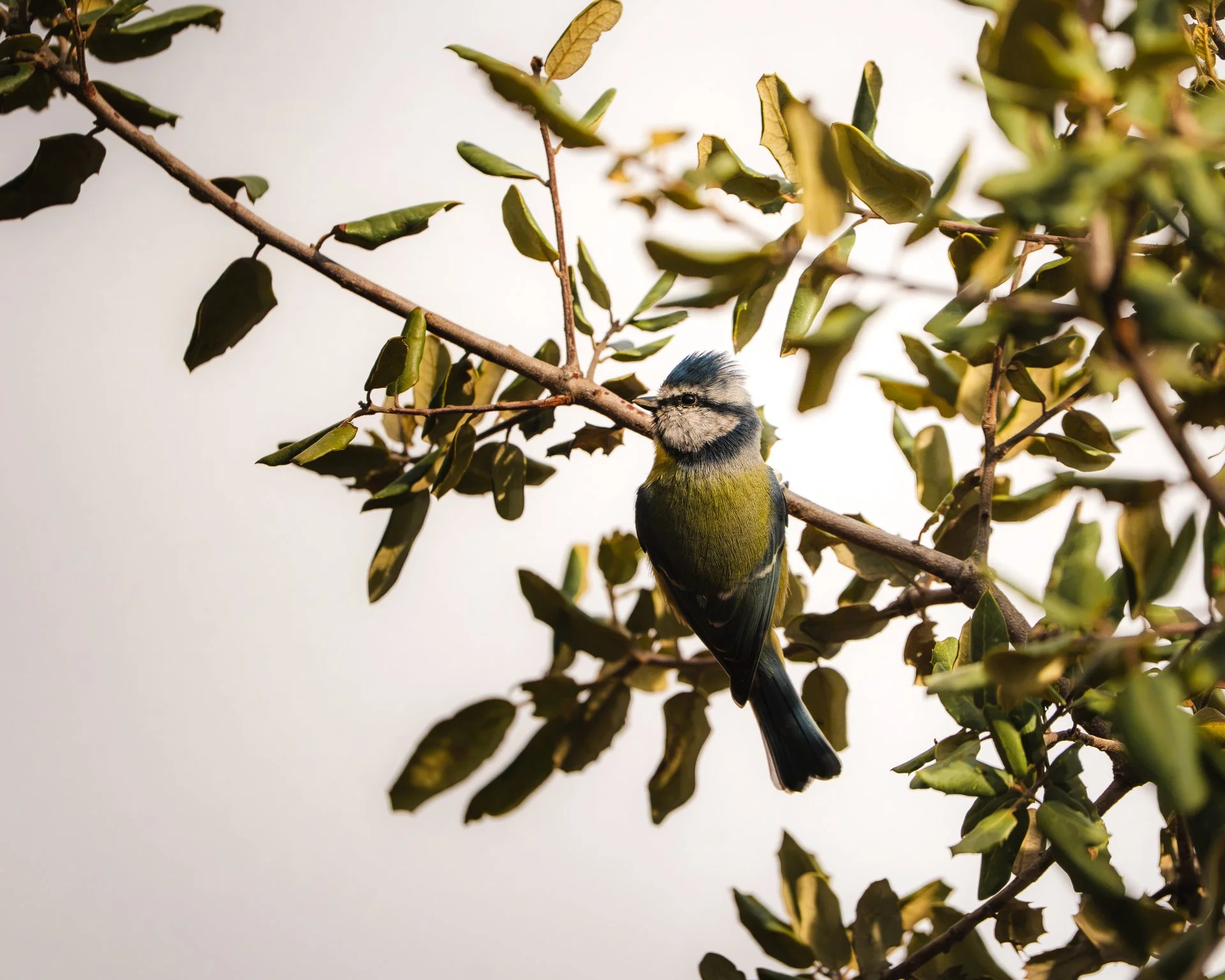 Ein kleiner blauer Vogel mit gelben Bauch sitzt auf einem Ast in einem Laubbaum.