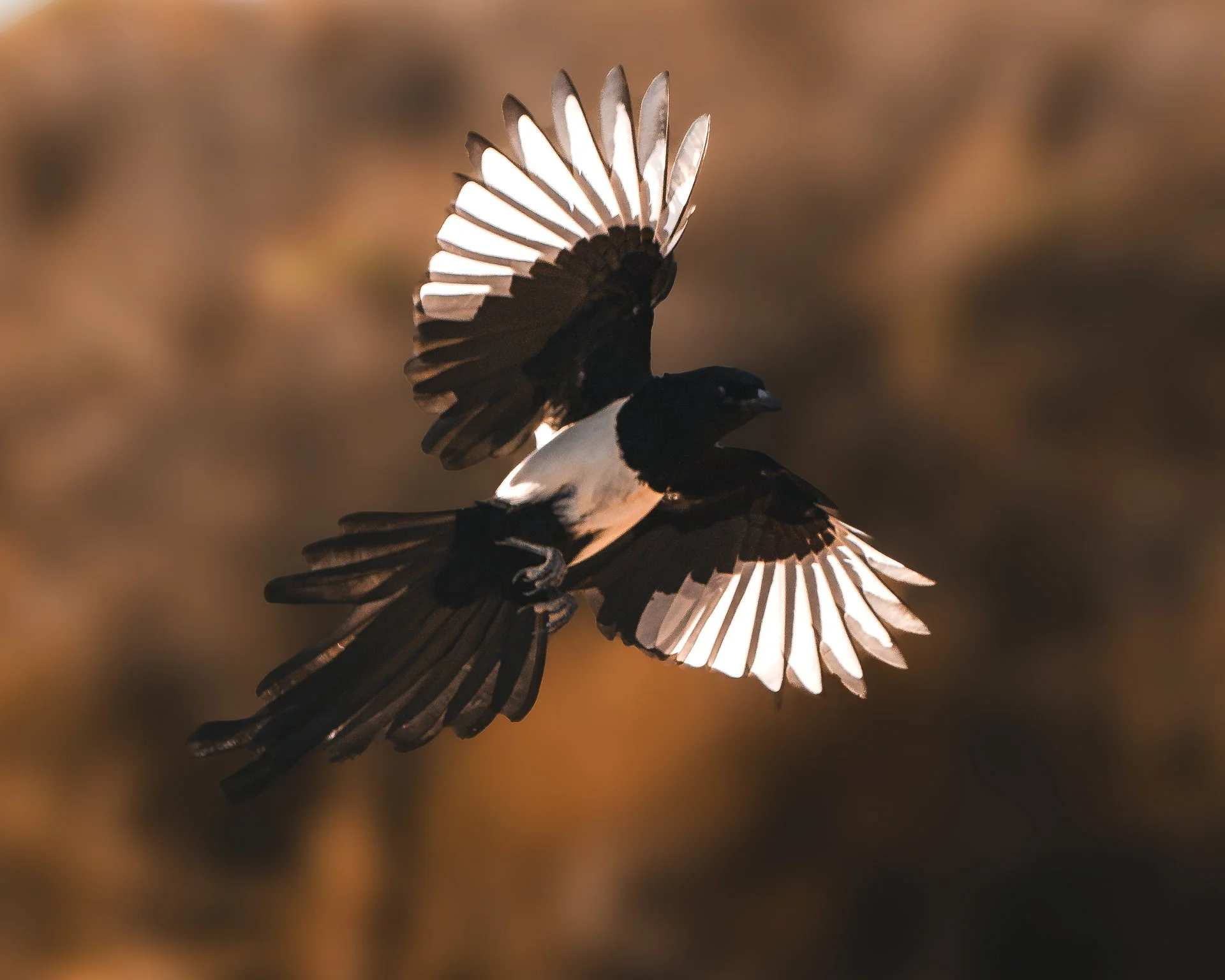 Ein Vogel im Flug mit ausgebreiteten Flügeln, die Sonnenlicht reflektieren, vor einem unscharfen, warmen Hintergrund.