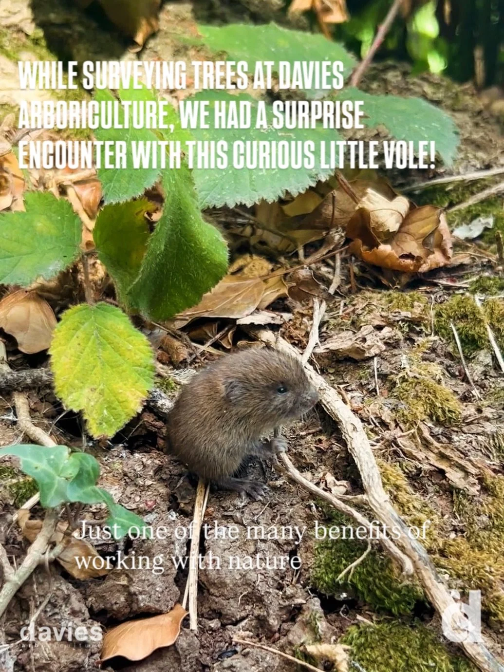 During a tree survey, a curious vole stopped by for a visit! 🌿🐾

It's encounters like these that remind us of the vital role trees play in supporting local wildlife.

#TreeSurvey #Arboriculture #ArboristLife #UrbanTrees #TreeCare #Ecology #Biodiver