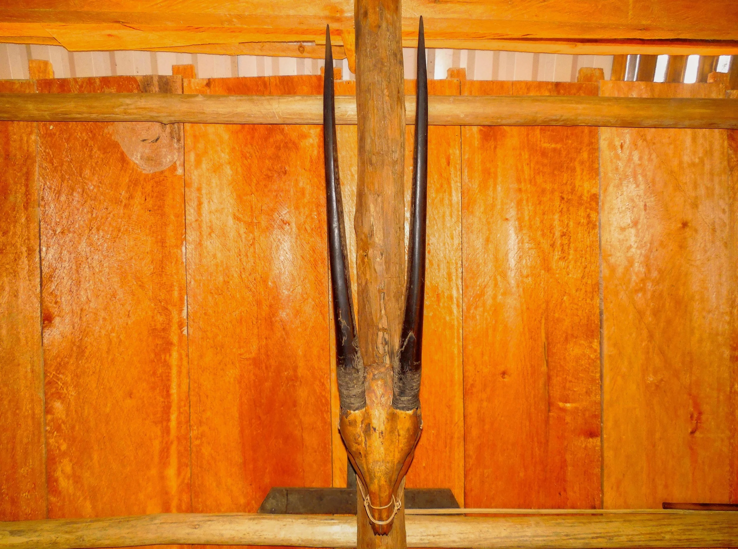 Saola skull, Quang Nam, Vietnam