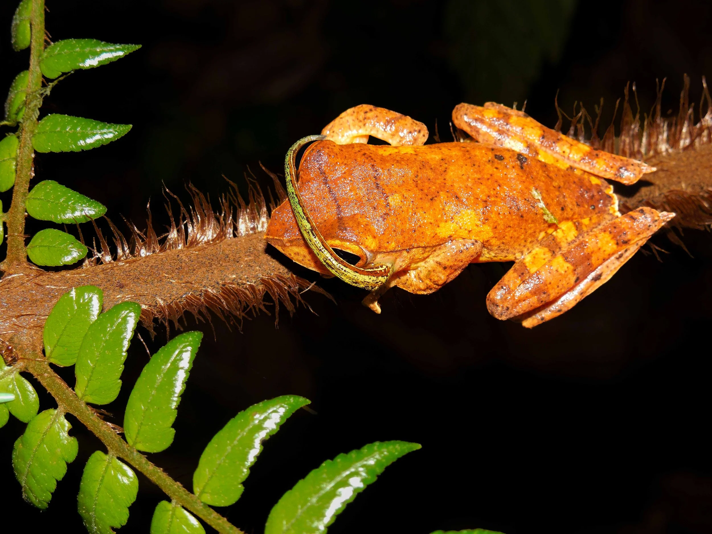 leech on frog 7a.jpg