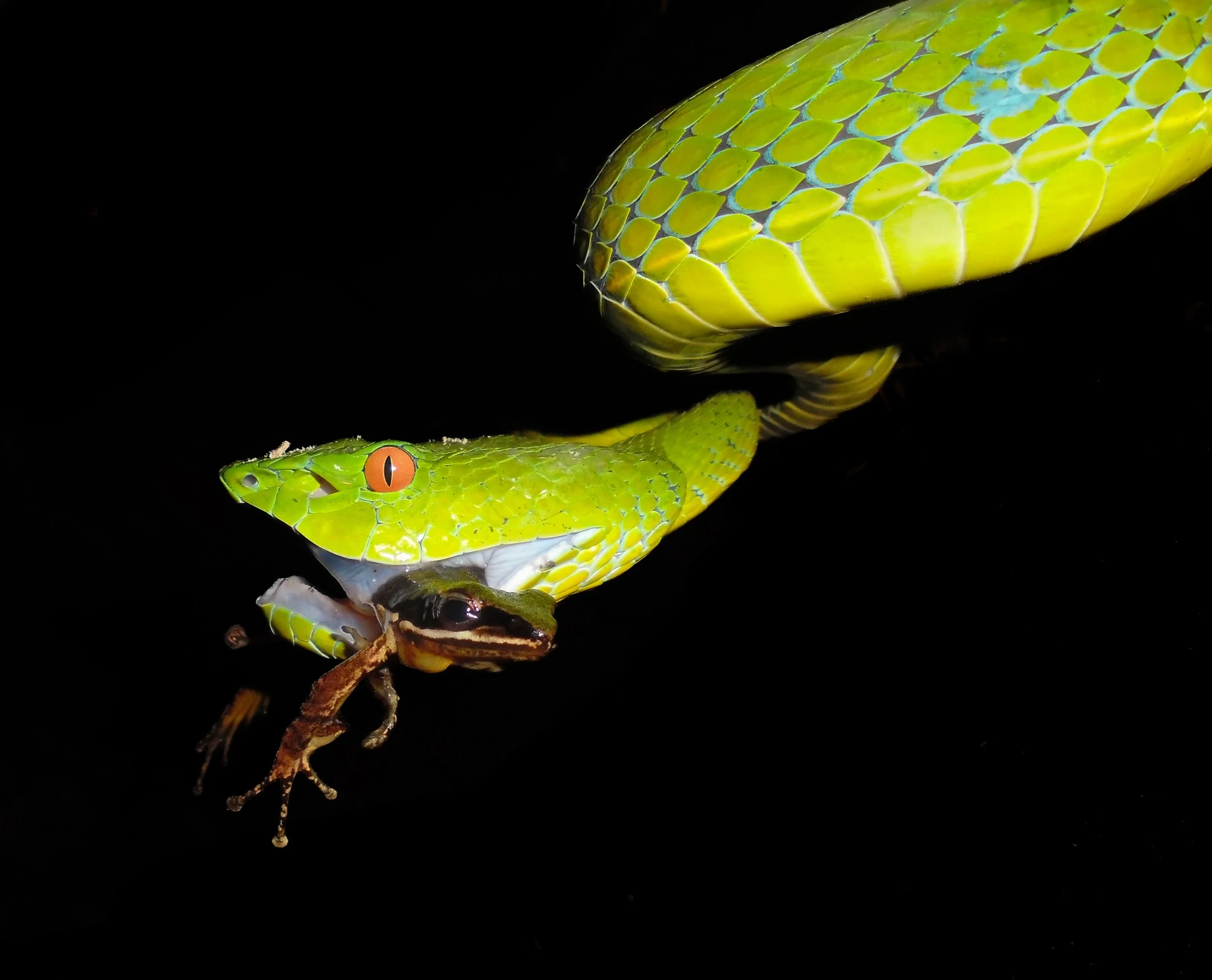 Pit viper with frog, Nhe An, Vietnam