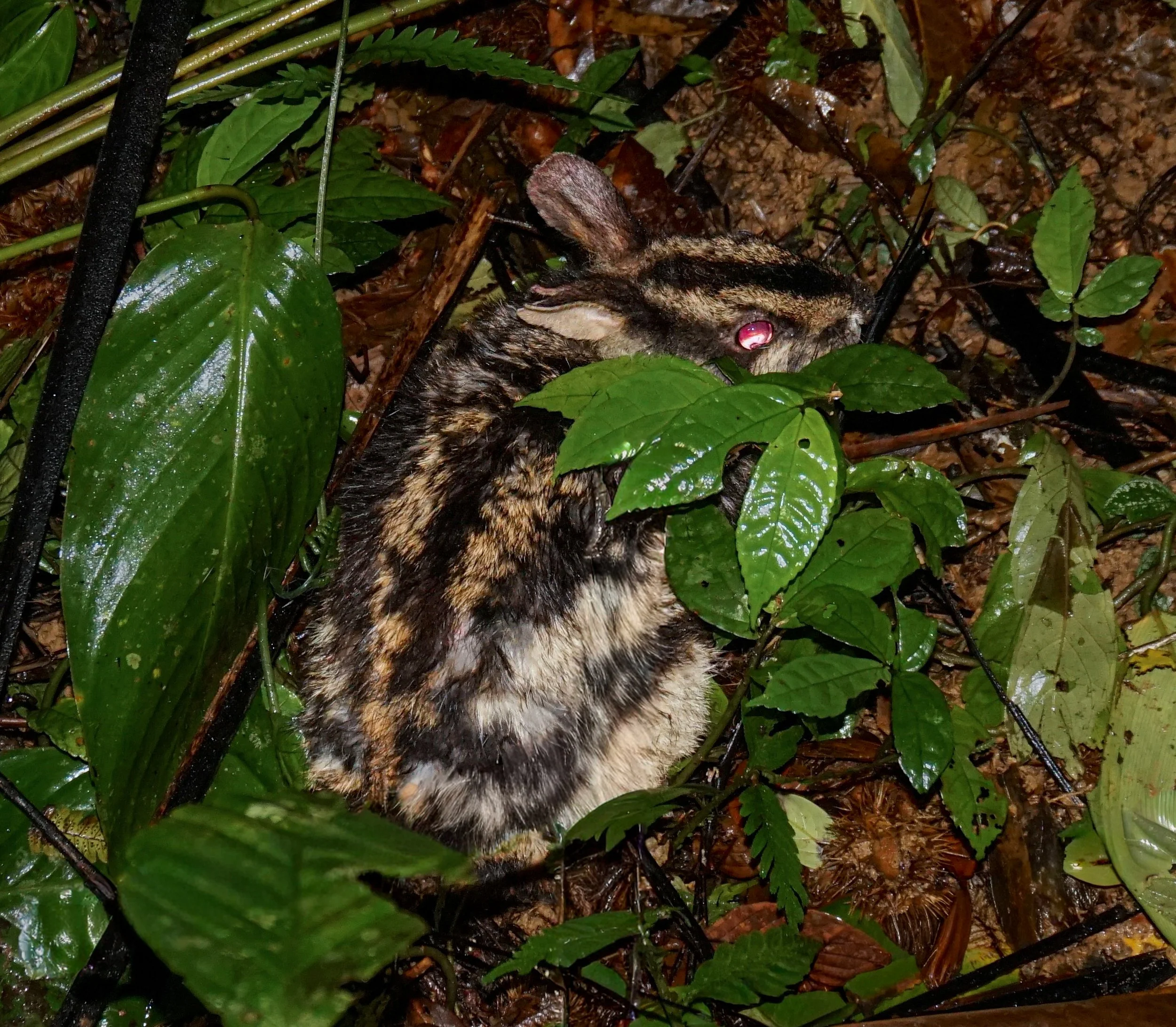 Annamite striped rabbit from Quang Nam Saola Nature Reserve 13a.jpg