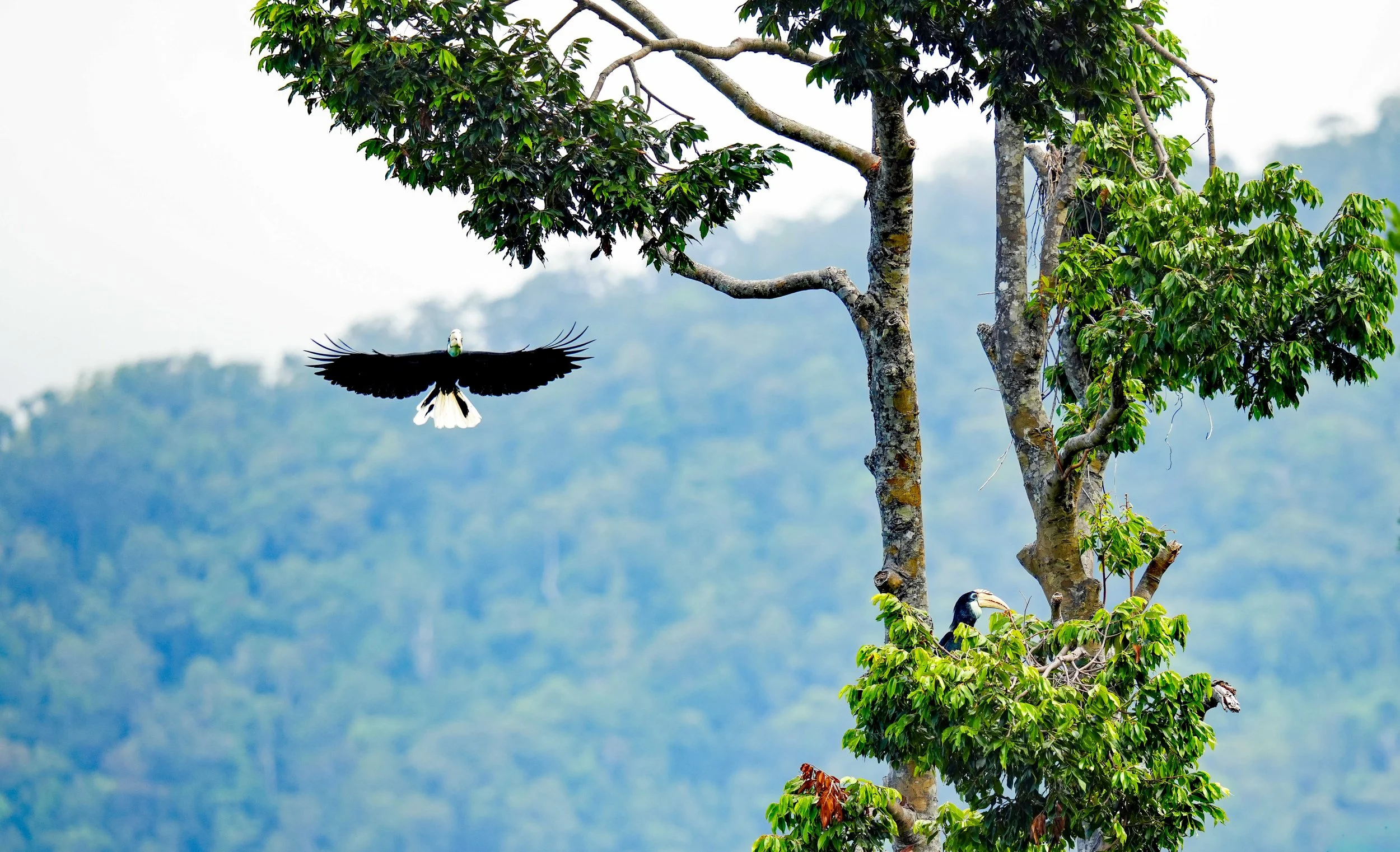 Blyth's hornbill 9a.jpg