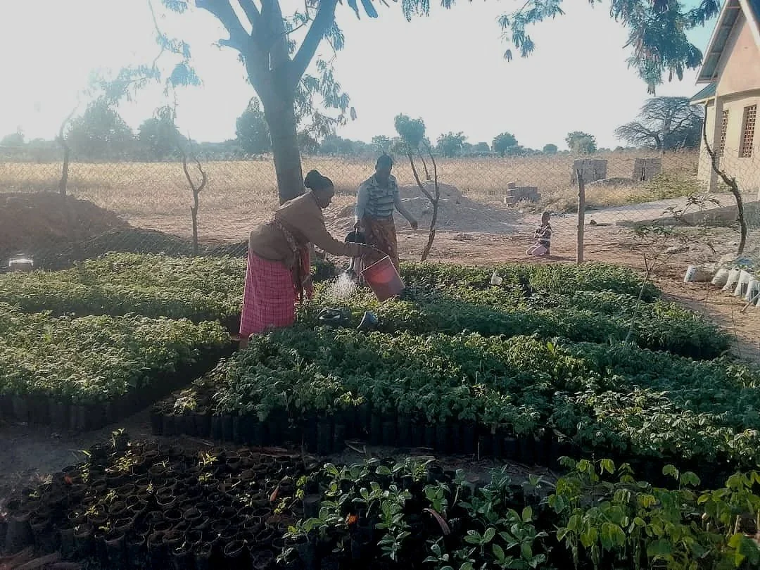 September 2026 In April we started to establish a tree nursery and sowed seeds in black plastic tubes using a mixture of soil, manure and sand. These seedlings need watering most days between April and the start of the rainy season which should be so