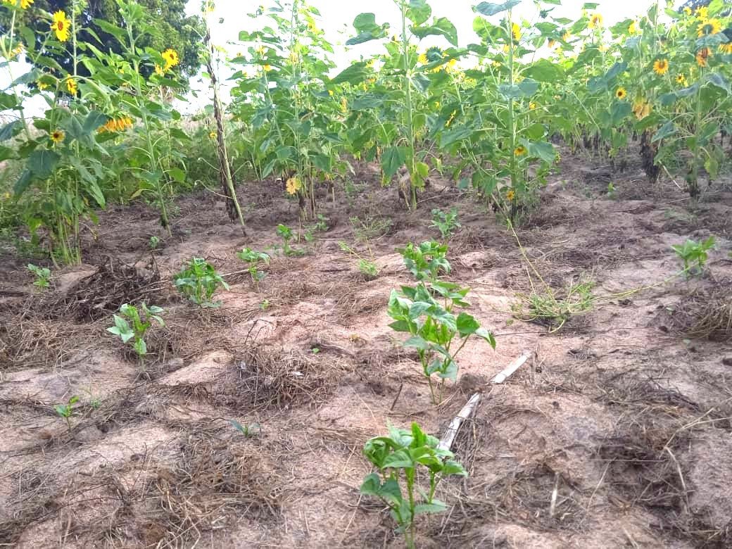 May 2025
One of the tremendous advantages of having our own plot in Lamaiti is that we can now demonstrate what we are teaching. This year, sunflowers were sown in February. These can grow beyond the end of the rainy season because they will root as