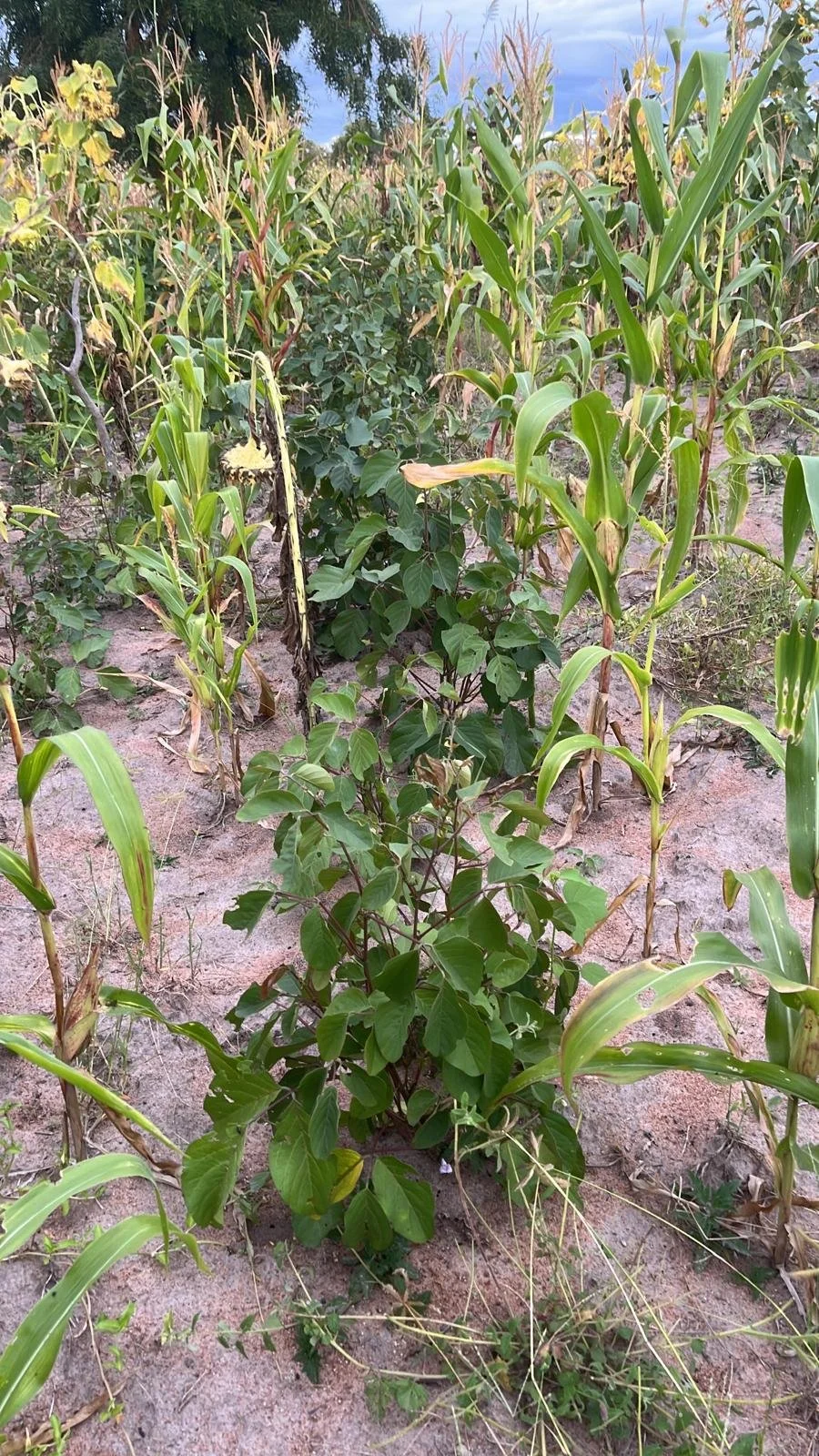April 2026  Crop Trials
A huge benefit of having our own plot of land is that we can demonstrate and trial different ways of planting. Here is maize intercropped with a bean called Canavalia. The Canavalia can fix nitrogen from the air into its roots