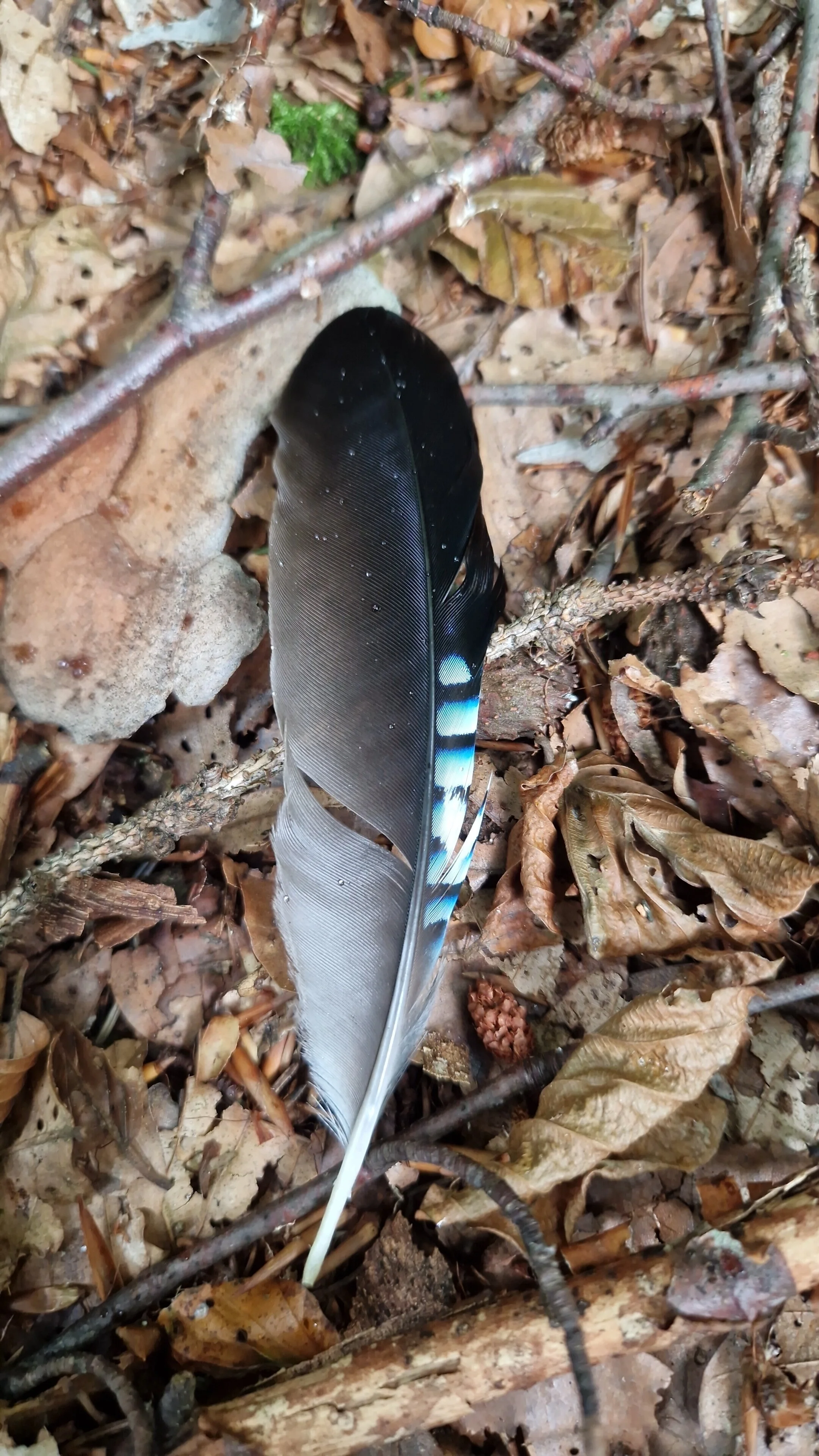 IMG-20240911-WA0002.jpeg