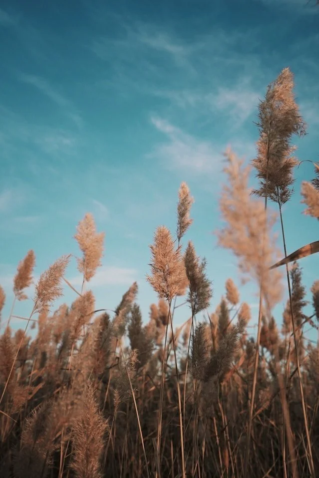 Mama Gaia – weibliche Urkraft und Naturverbundenheit als Begleitung in der Geburt