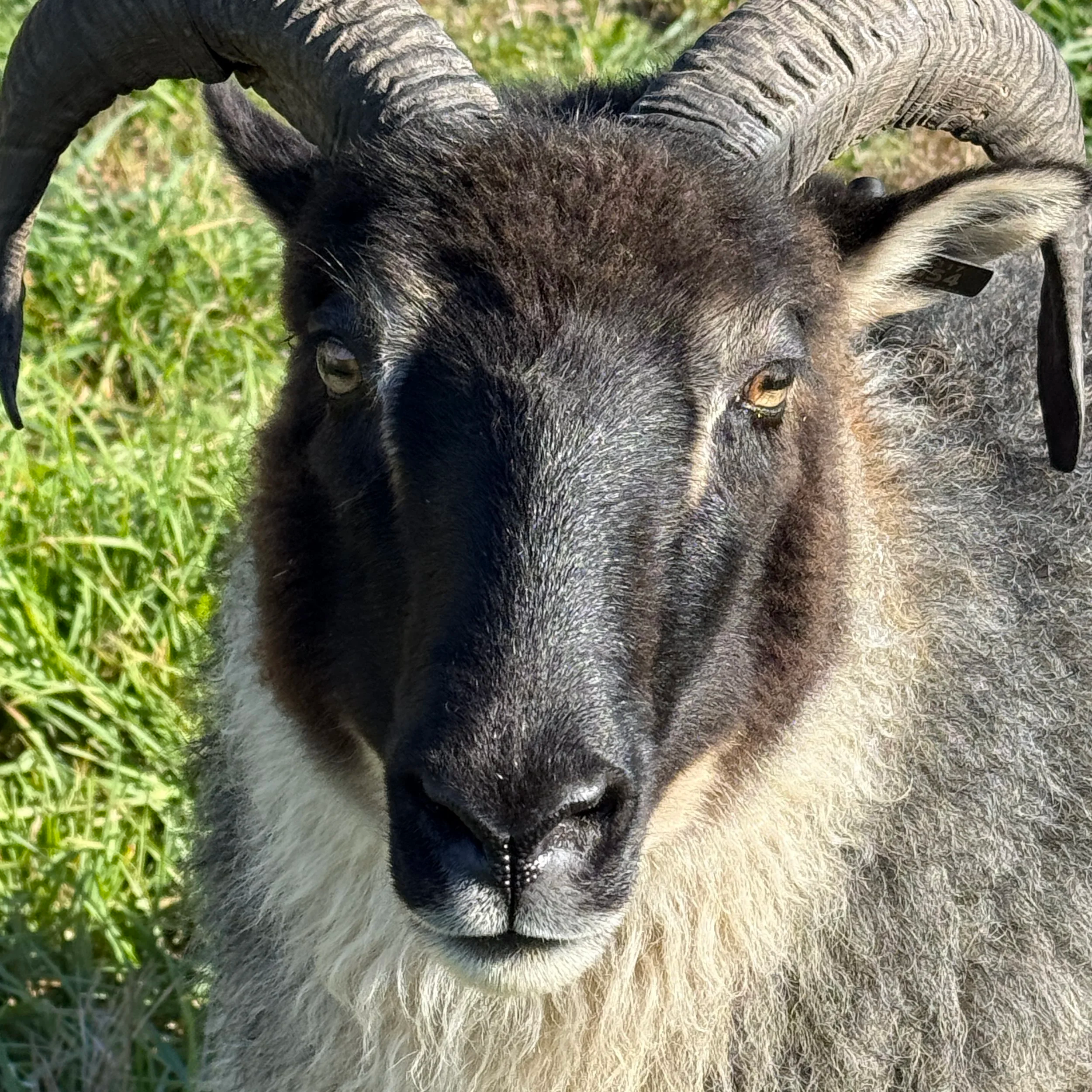 Close-up of a horned Icelandic ewe standing outdoors on green grass.
