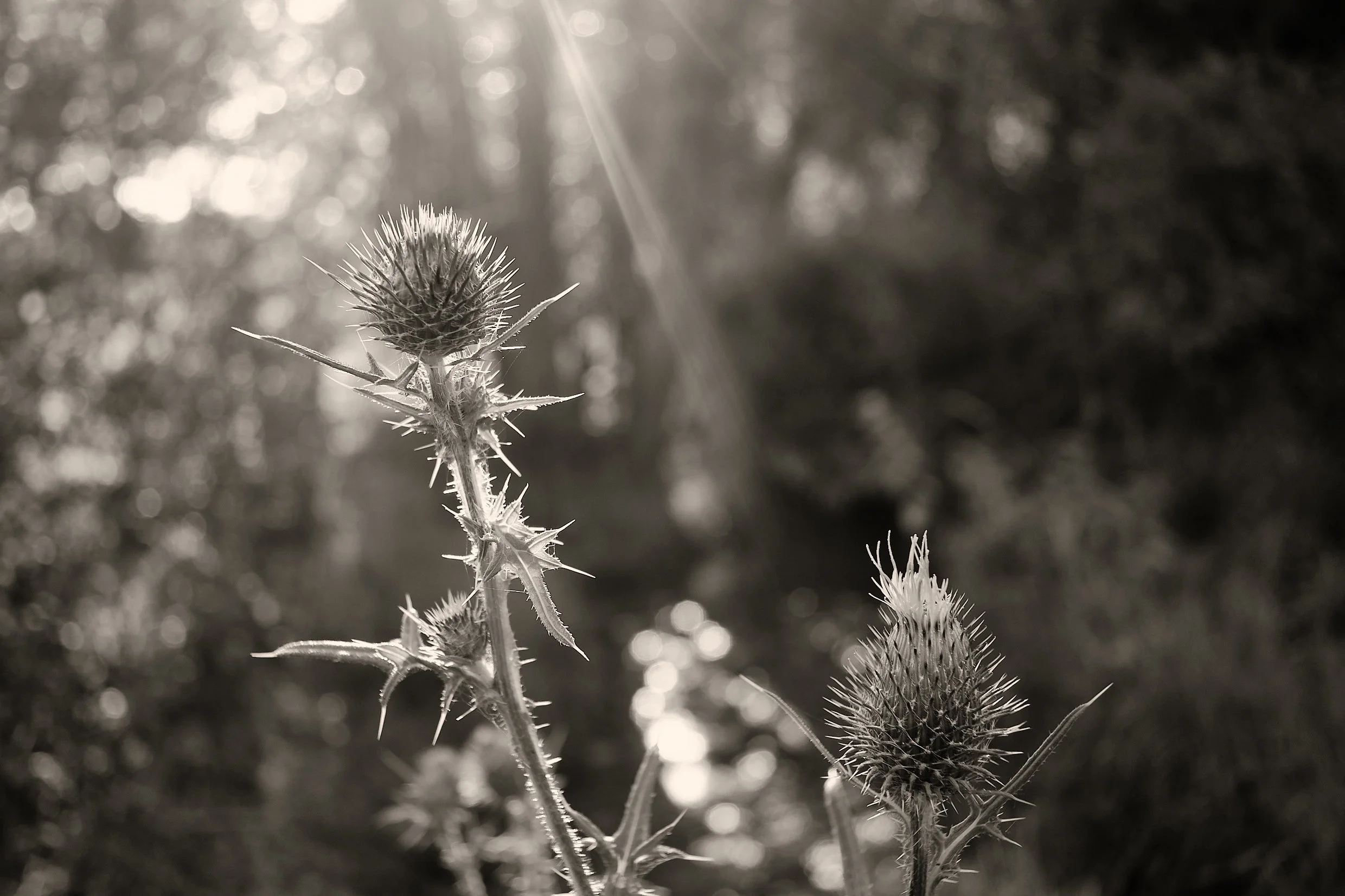 DSCF7898.jpg