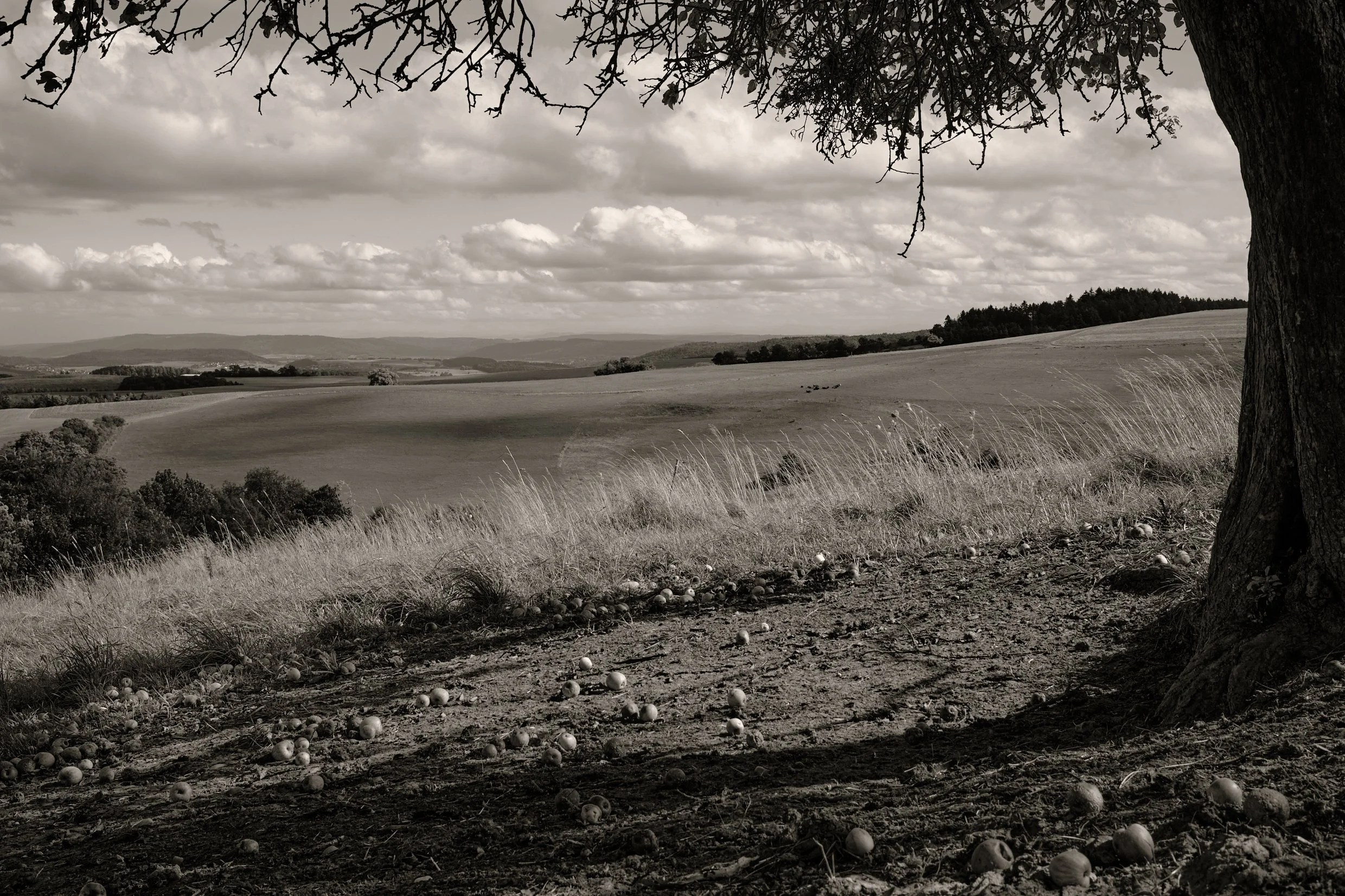 DSCF9154.jpg
