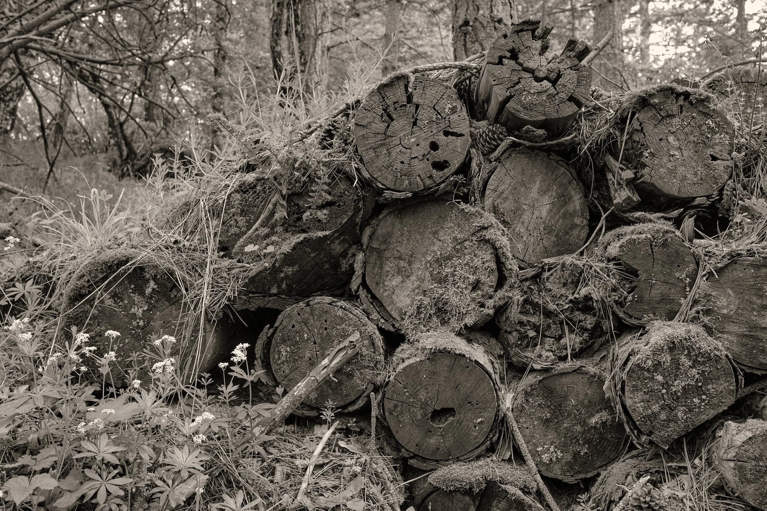 DSCF5087.jpg