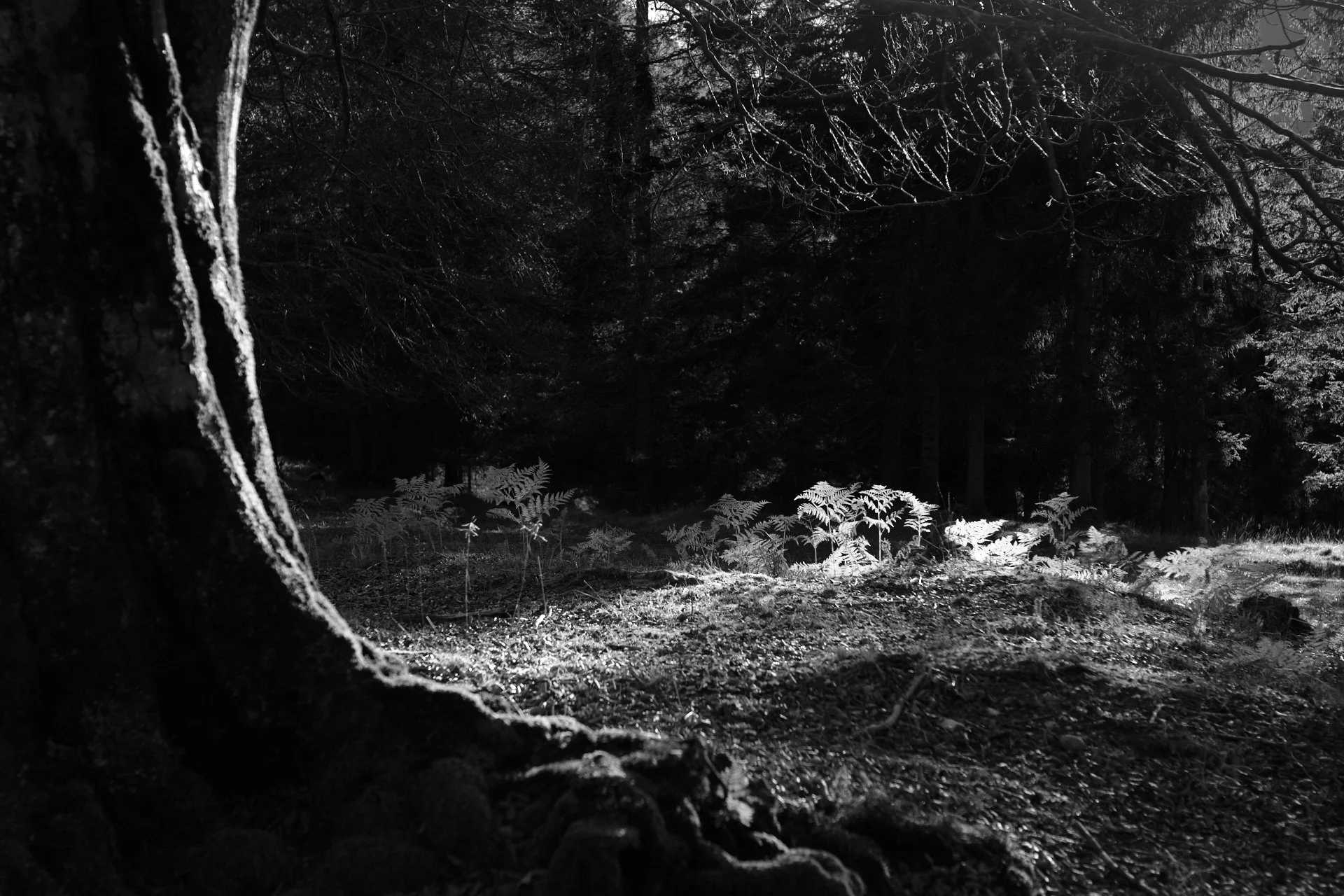 DSCF1432_1920.jpg